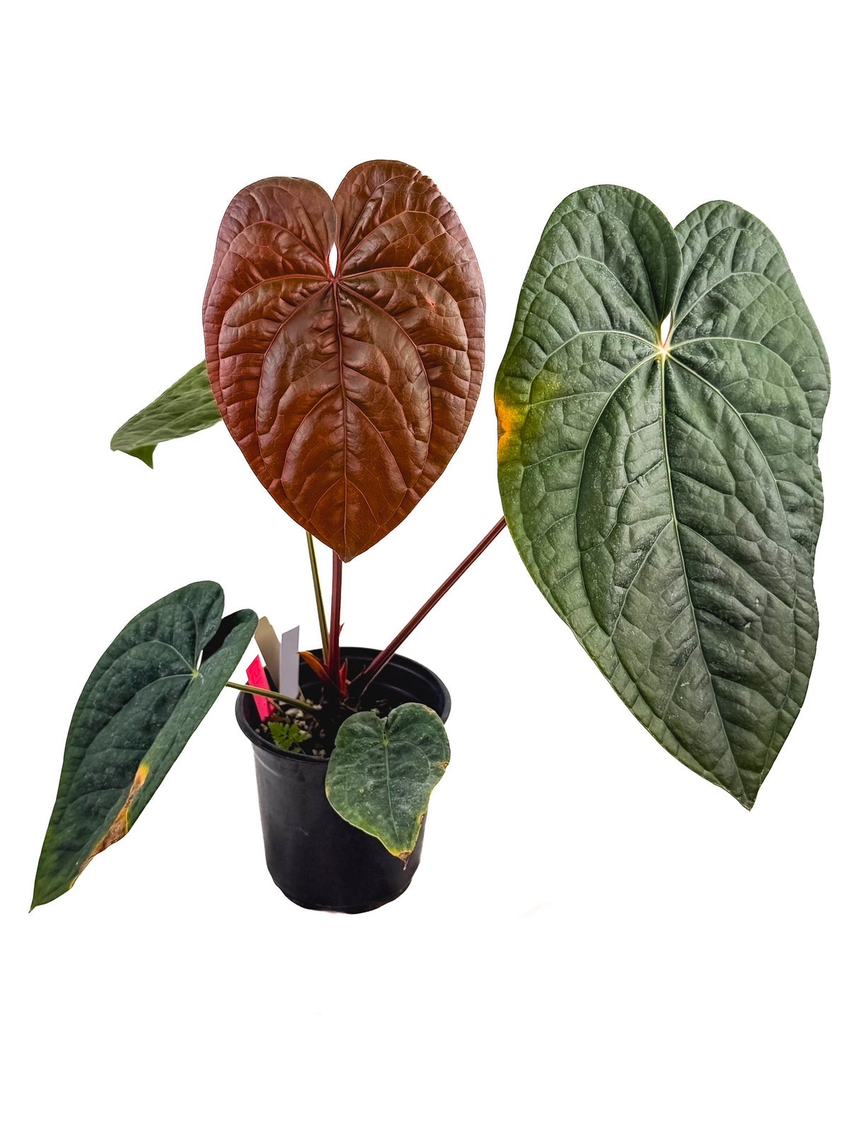 Anthurium ‘Doc Block Purple F2’ x Luxurians (CS125)