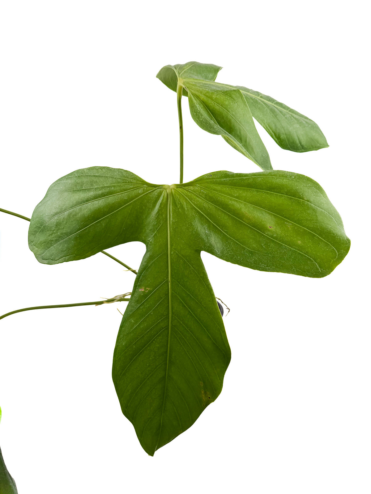Anthurium ‘Rotundatum Species’ Mother Plant (CS126)