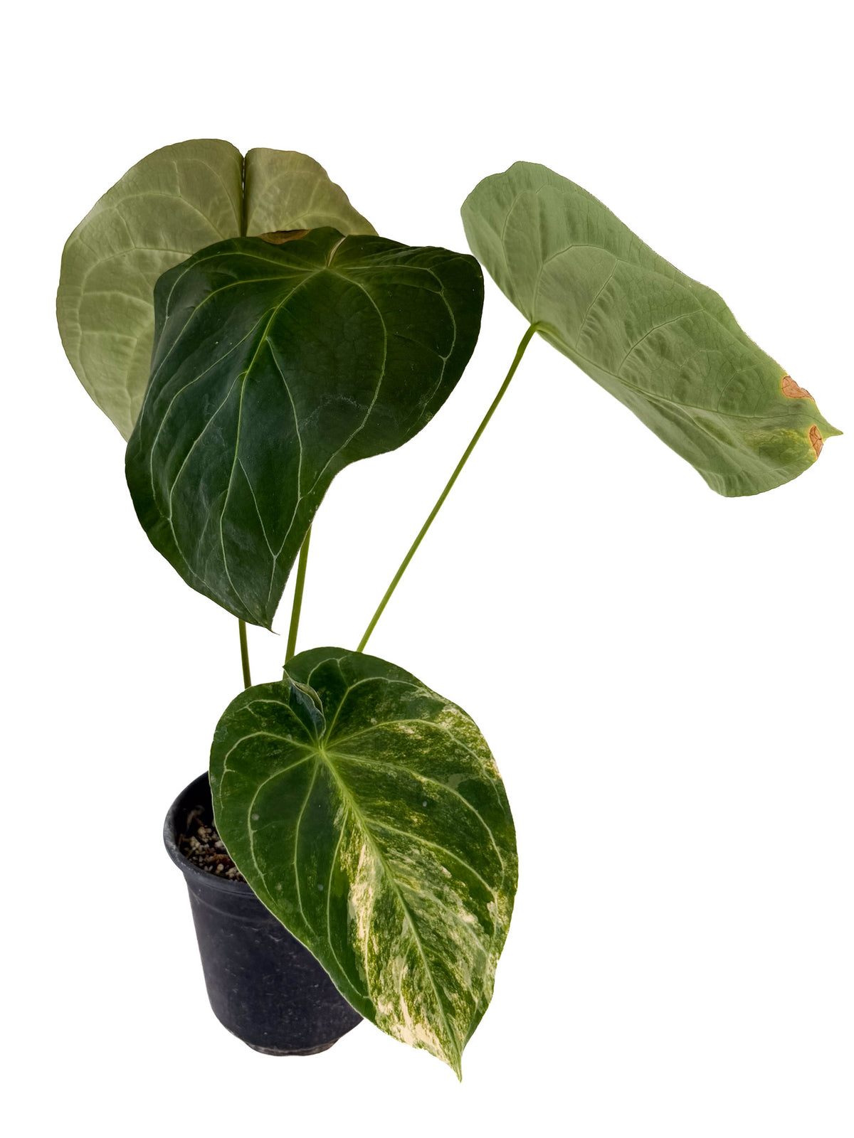 Anthurium 'Variegated Hoffmannii' x self (CS127)