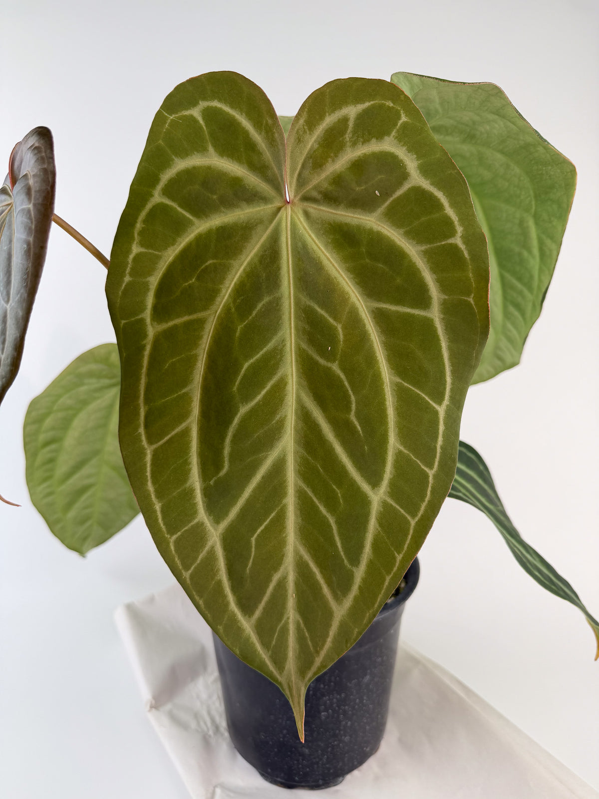 Anthurium 'Swampmannii Long F2' (CS128)