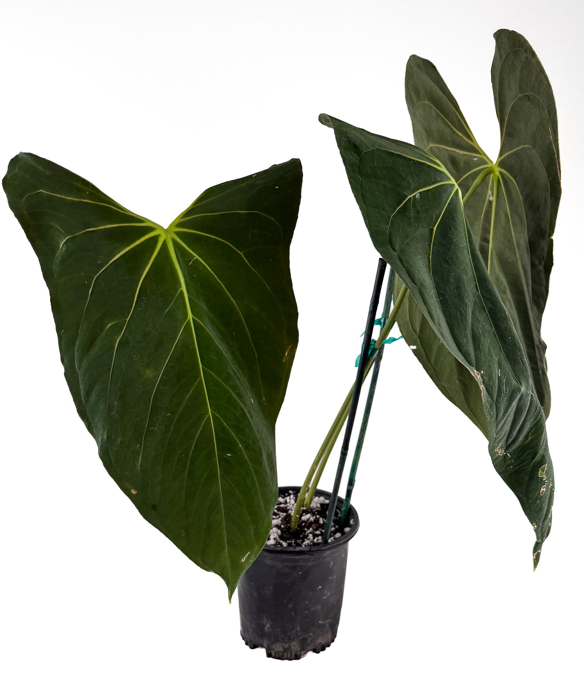 Anthurium papillilaminum 'Ree Gardens Clone' (CS129)