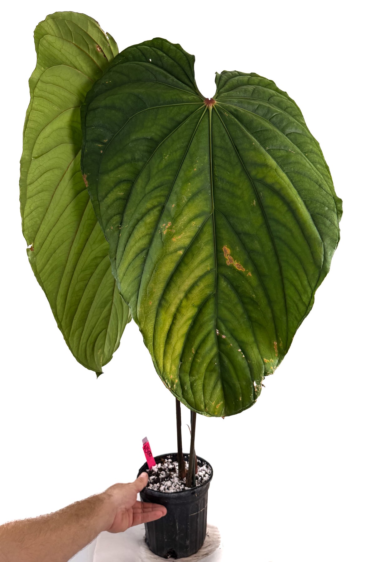 Anthurium 'Circus Peanuts' – Mike's Goliath Clone (CS130)