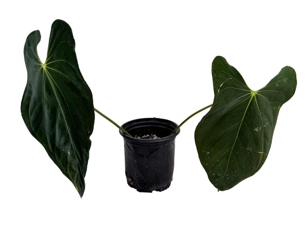 Anthurium papillilaminum 'Ree Gardens Clone' (CS131)