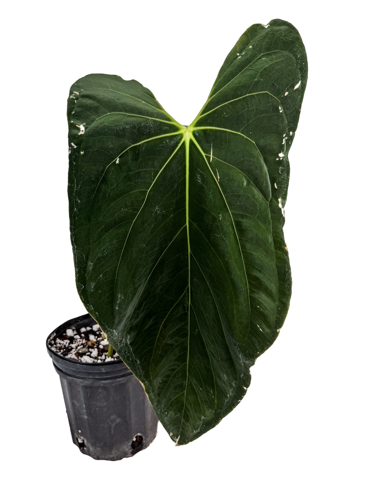 Anthurium ‘Papillilaminum “Ree Gardens Clone” (CS132)