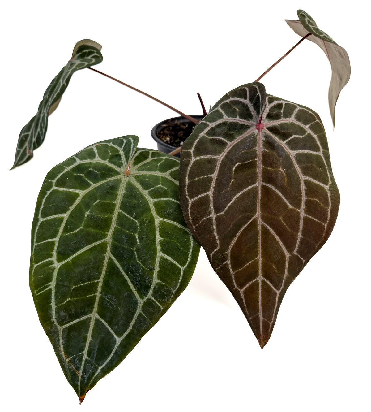 Anthurium 'Doc Block Red F2' x 'Doc Block Purple F2' (CS133)
