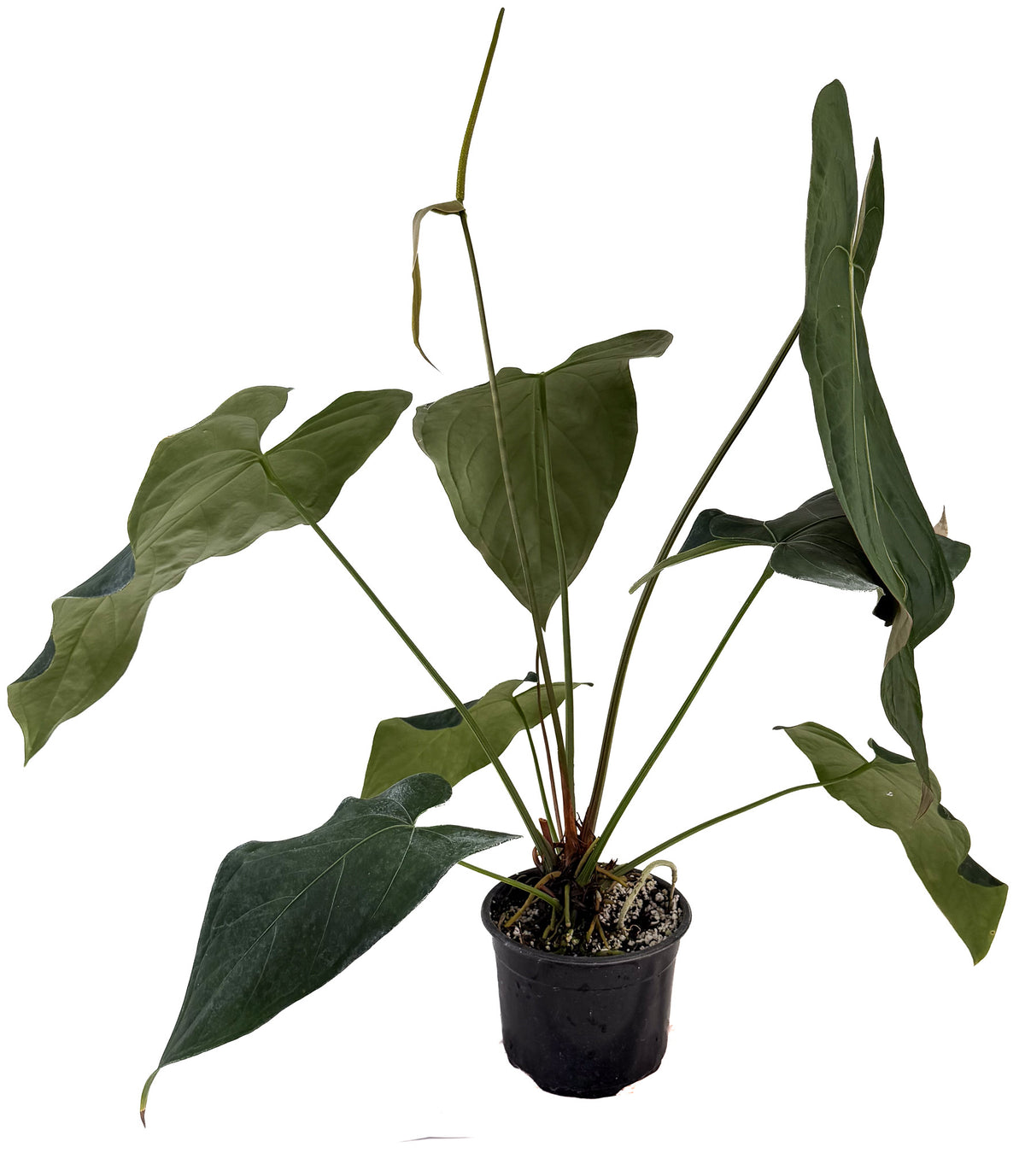 Anthurium 'Mike's Mag Pap Dark' (CS134)
