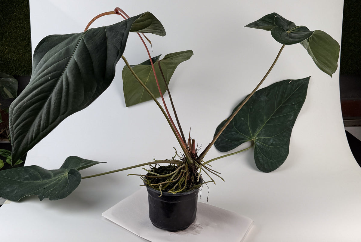Anthurium 'Tim Anderson Mag Pap #2' x 'Tim Anderson Crystal Black' (CS135)