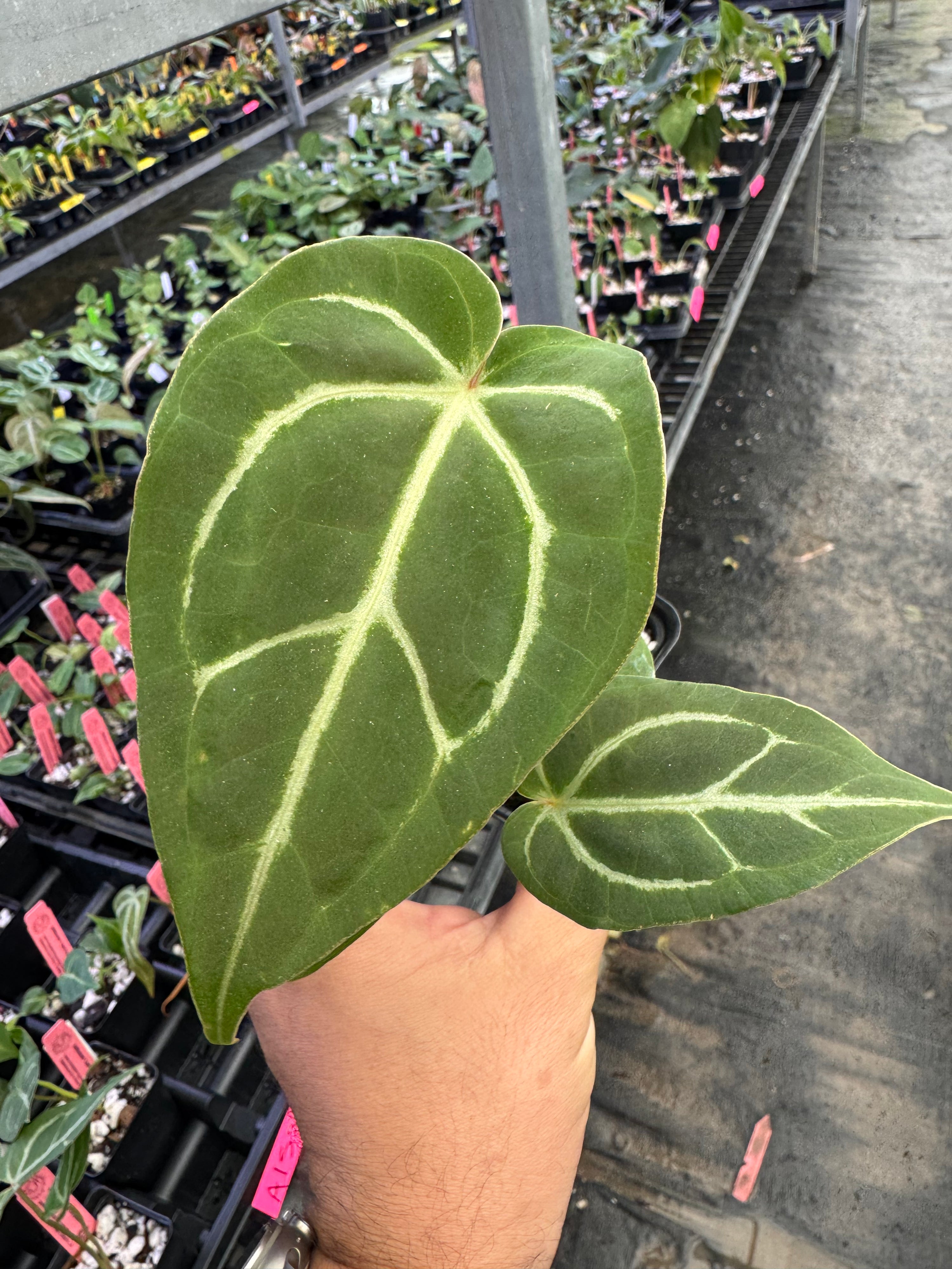 Anthurium 'Lost Crystals'  (A152)