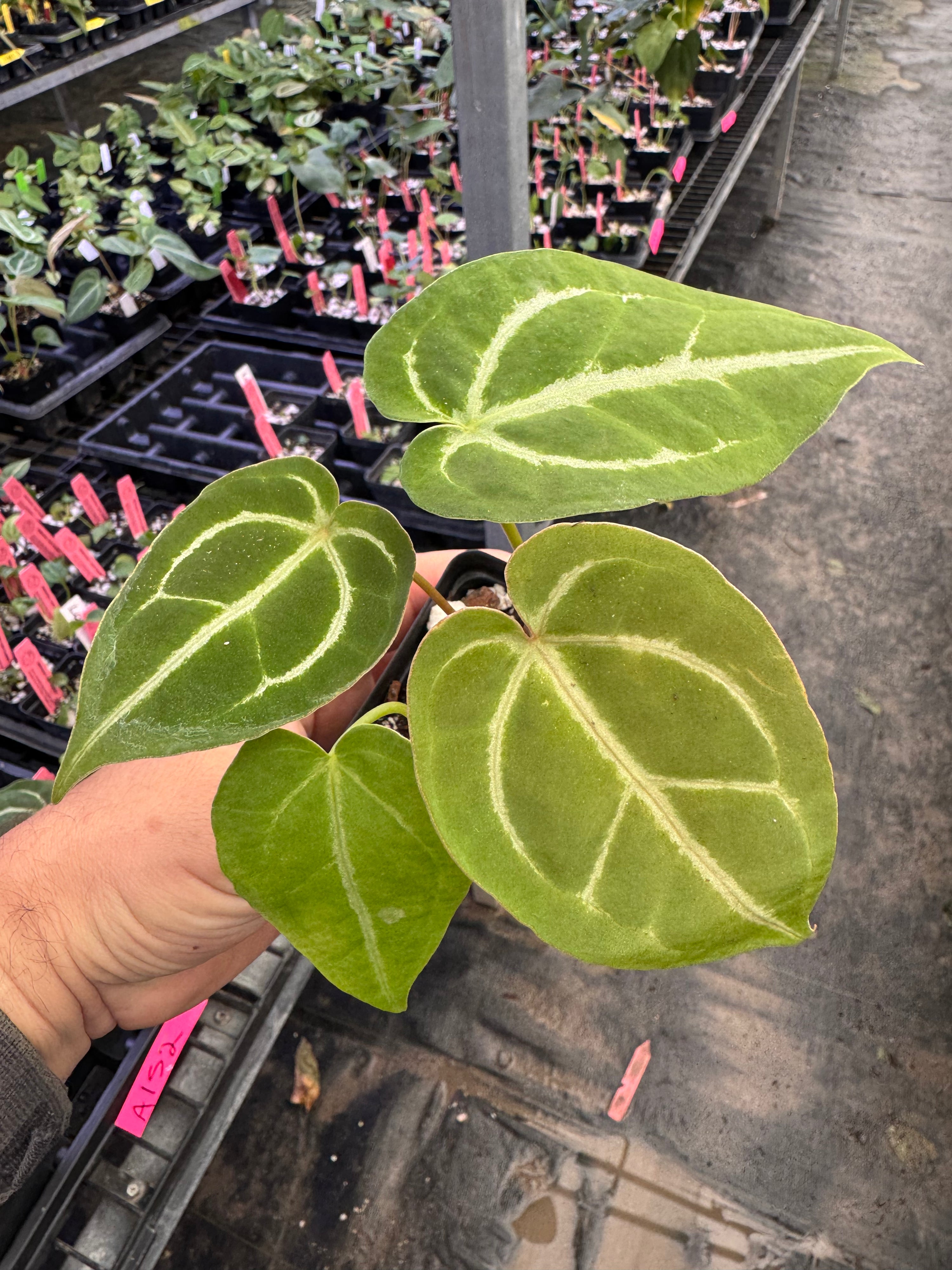 Anthurium 'Lost Crystals'  (A152)