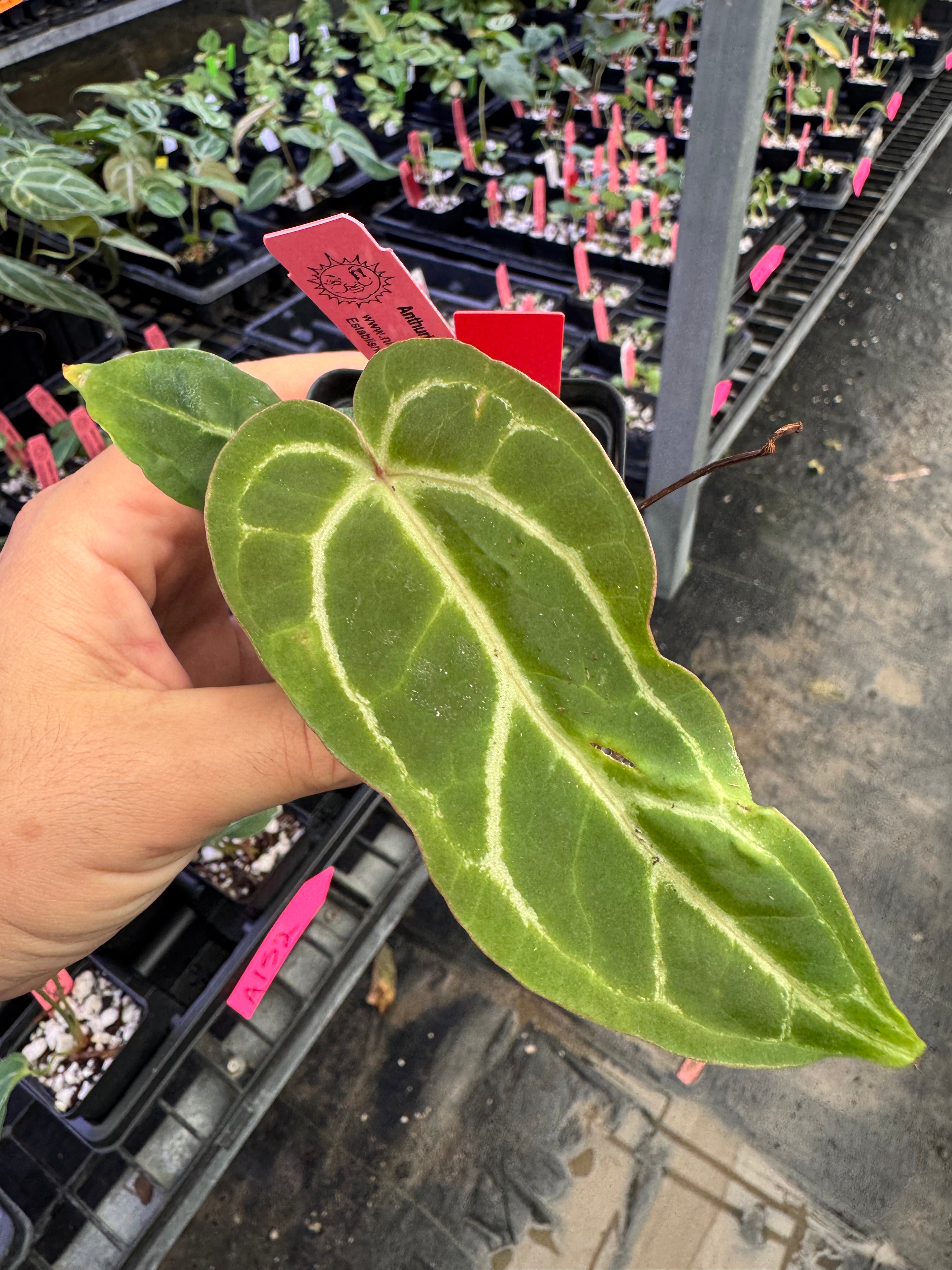 Anthurium 'Lost Crystals'  (A152)