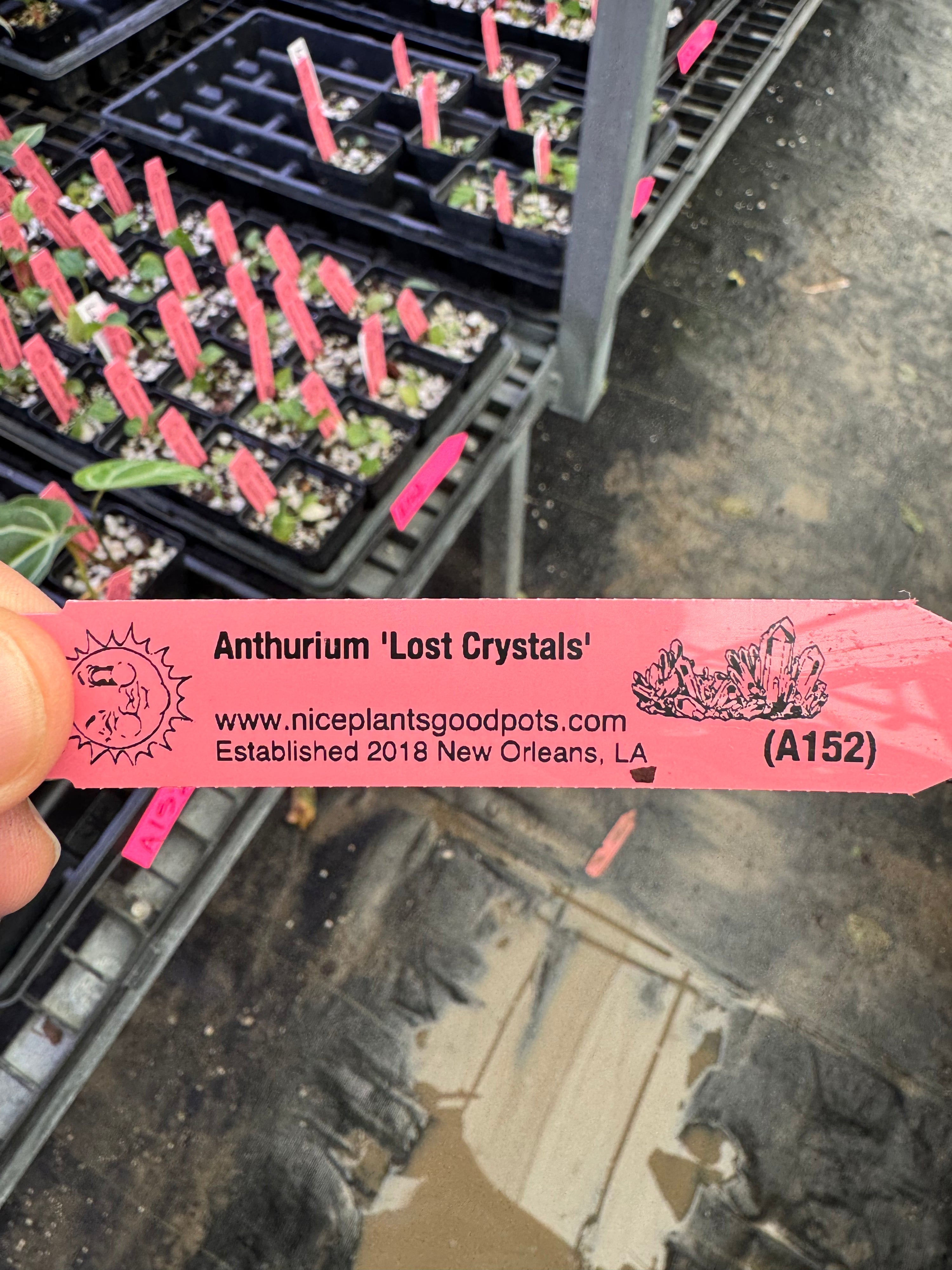 Anthurium 'Lost Crystals'  (A152)