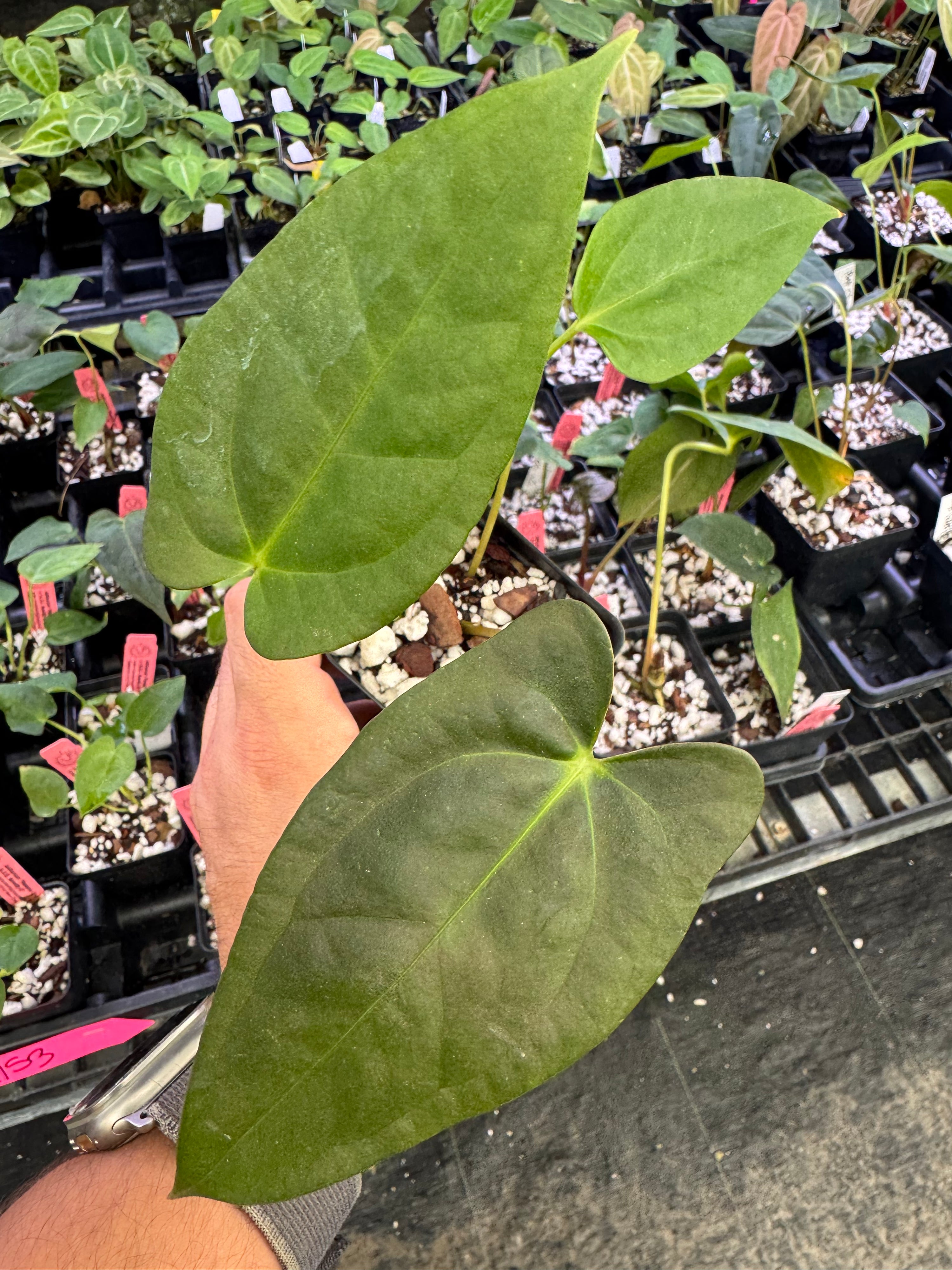 Anthurium 'Panama D-stem' NOID x 'A.O.S. Novelty G' (A153)