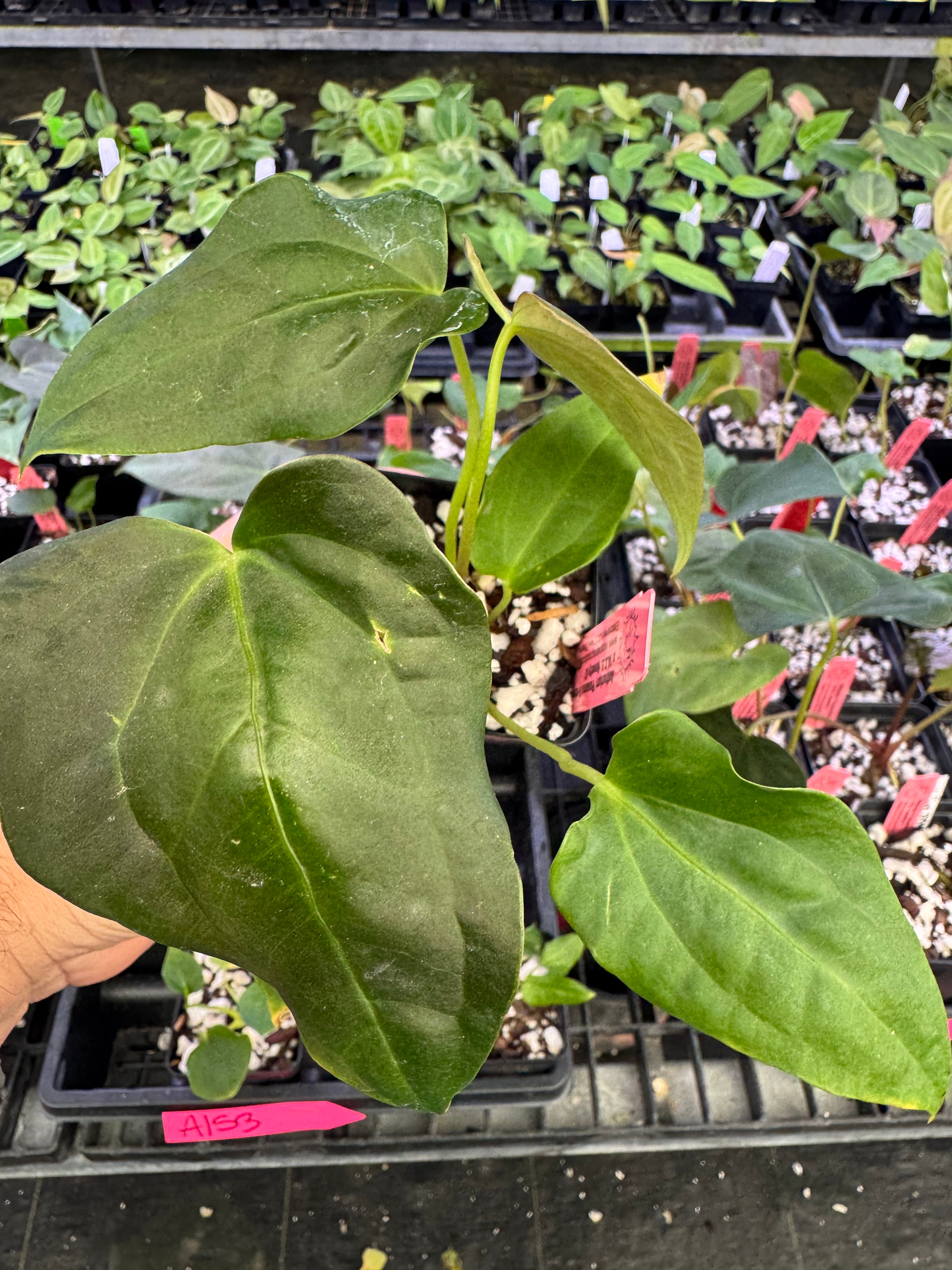 Anthurium 'Panama D-stem' NOID x 'A.O.S. Novelty G' (A153)