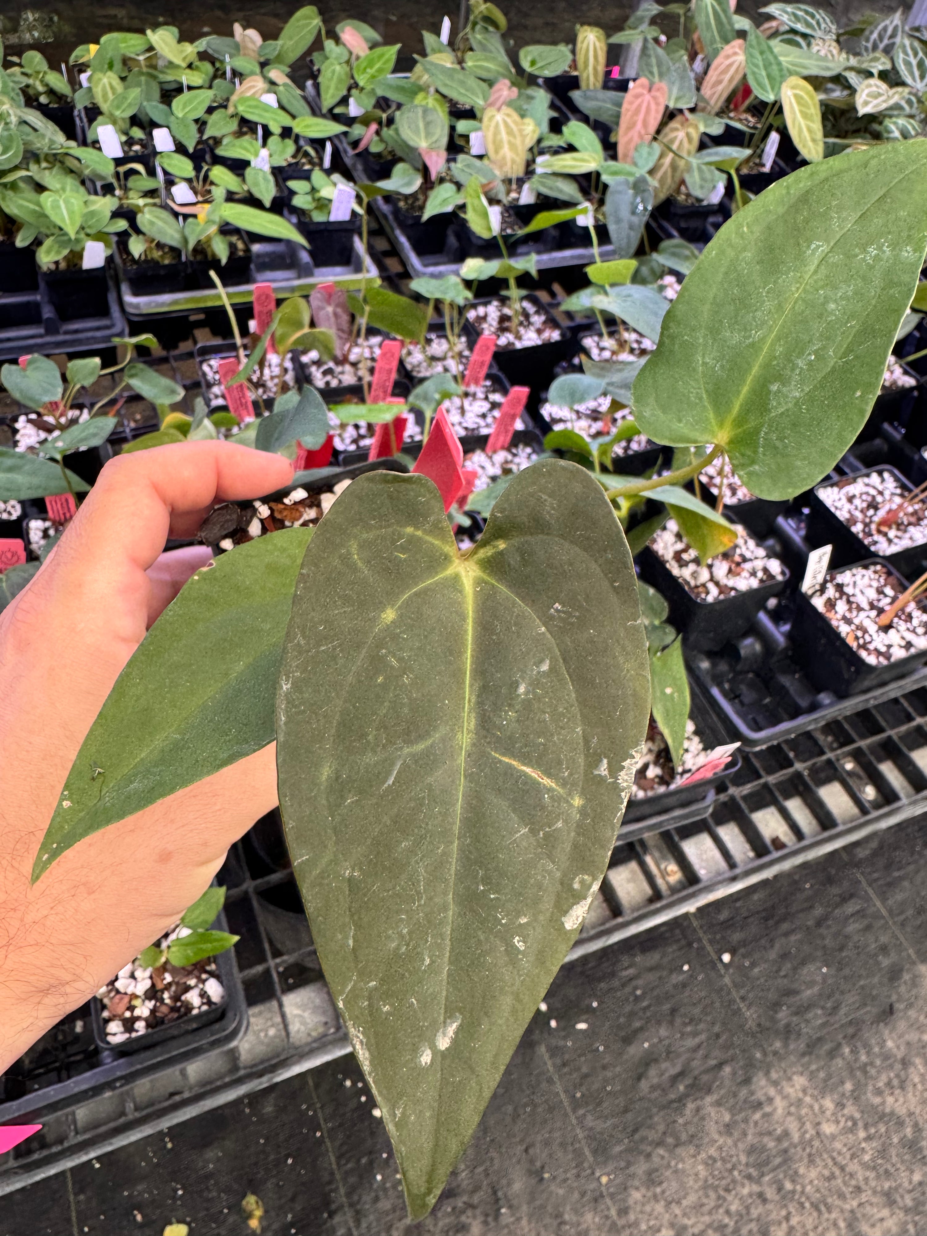 Anthurium 'Panama D-stem' NOID x 'A.O.S. Novelty G' (A153)