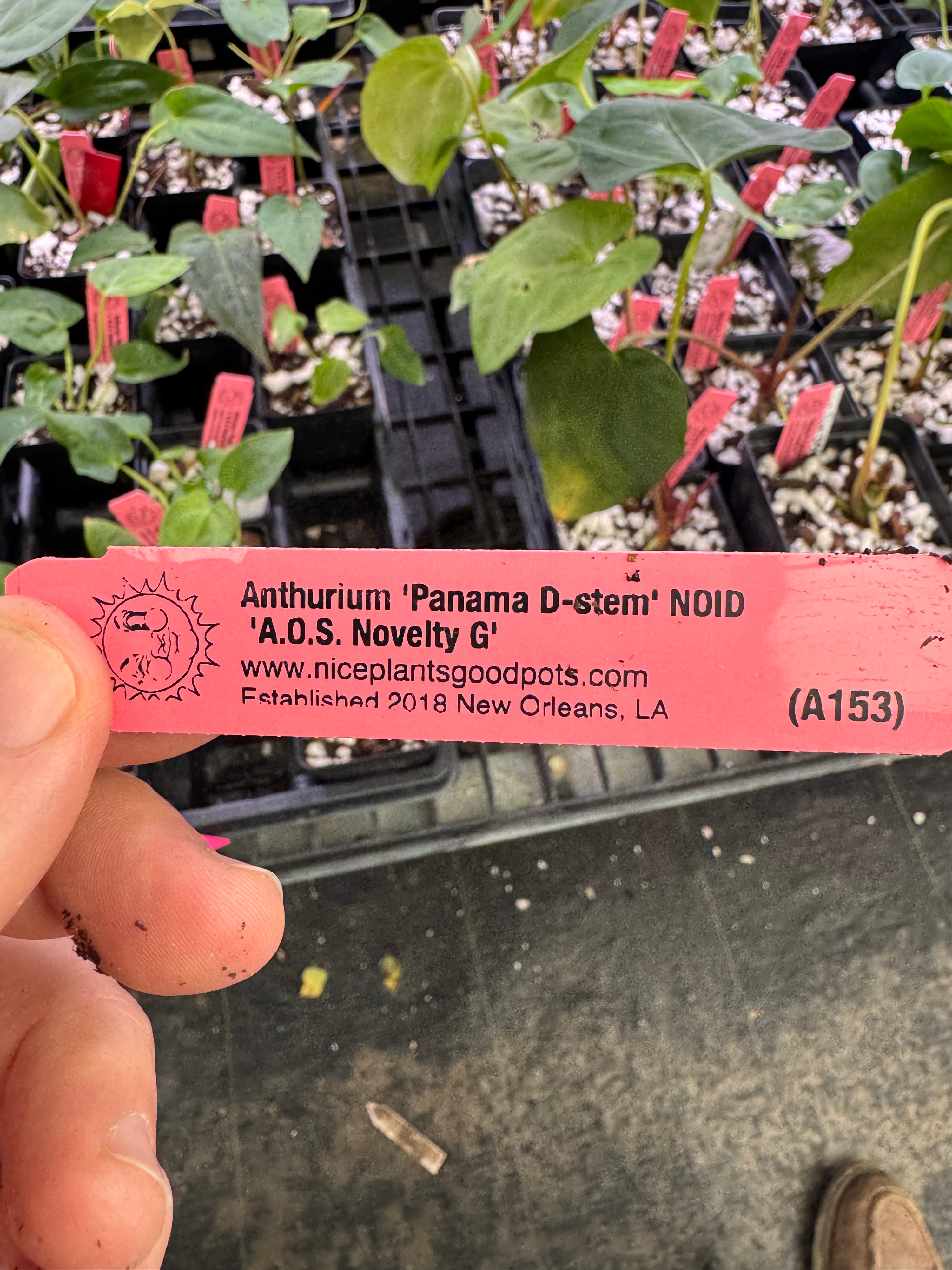 Anthurium 'Panama D-stem' NOID x 'A.O.S. Novelty G' (A153)