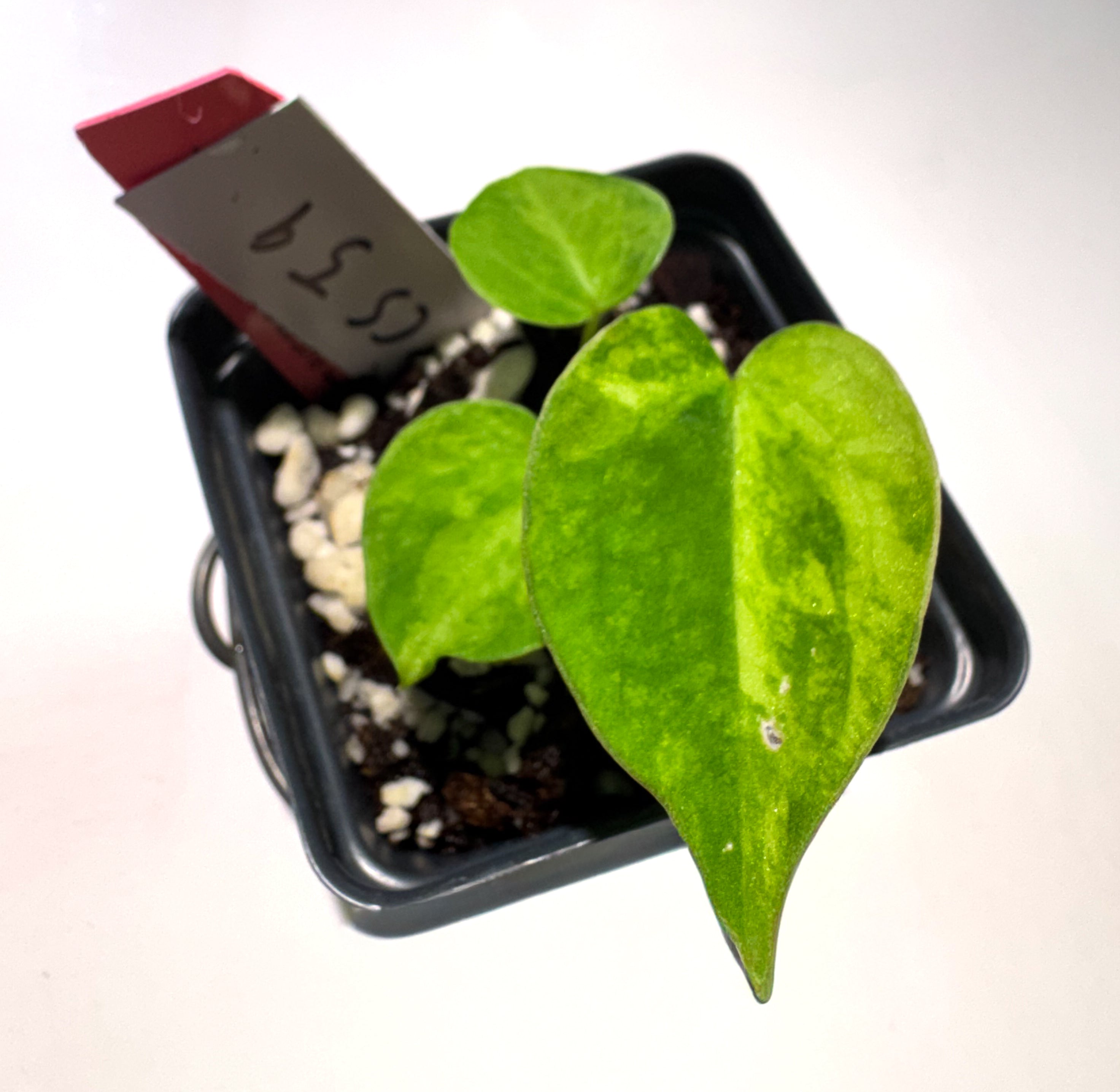 Anthurium 'Goldenchild' x 'Red Diamond' (CS59)