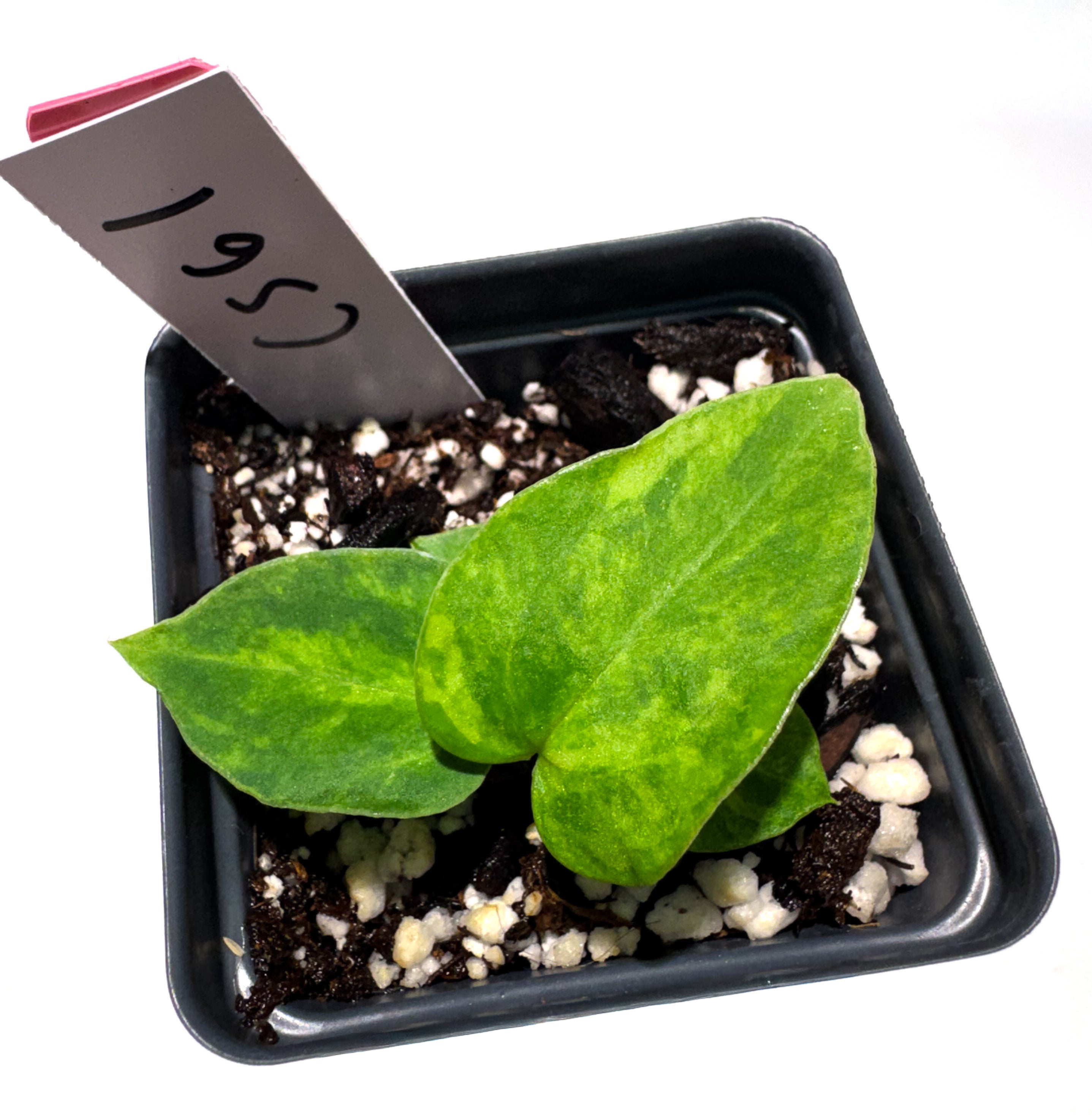 Anthurium 'Goldenchild' x 'Red Diamond' (CS61)