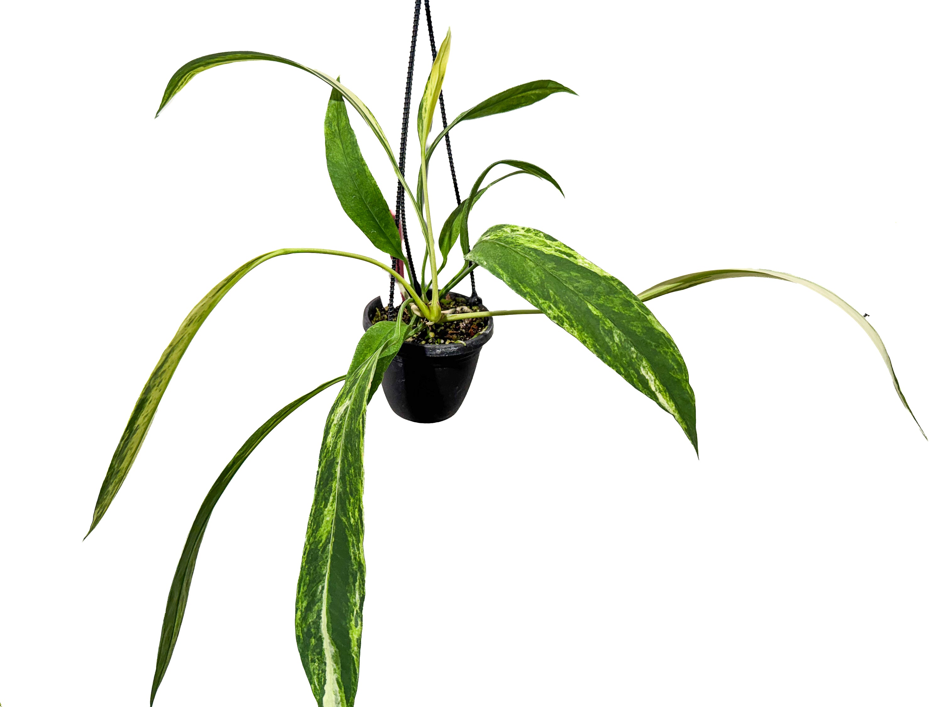 Anthurium Vittariifolium variegated (CS68)