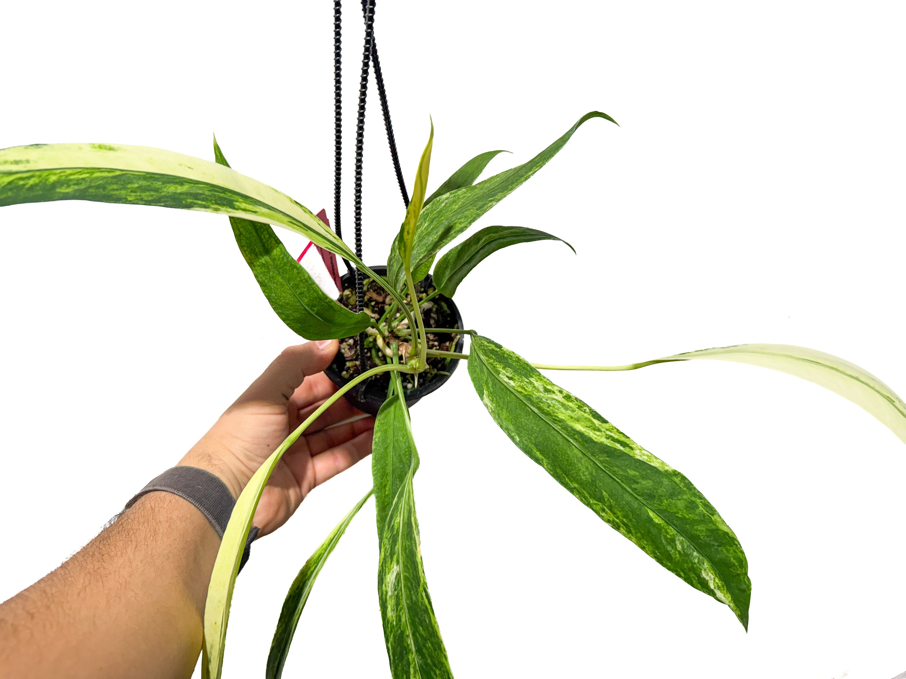 Anthurium Vittariifolium variegated (CS68)