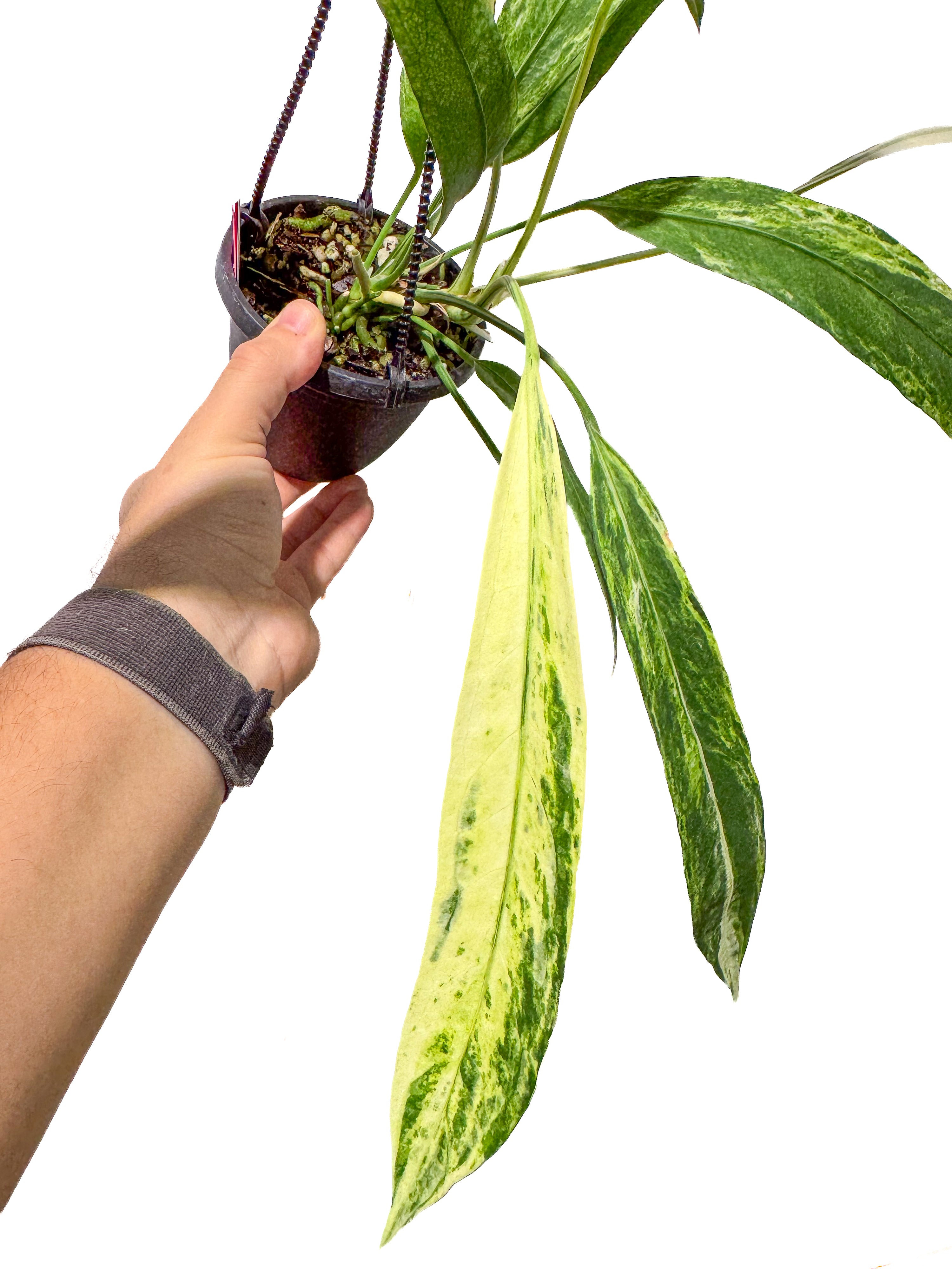 Anthurium Vittariifolium variegated (CS68)