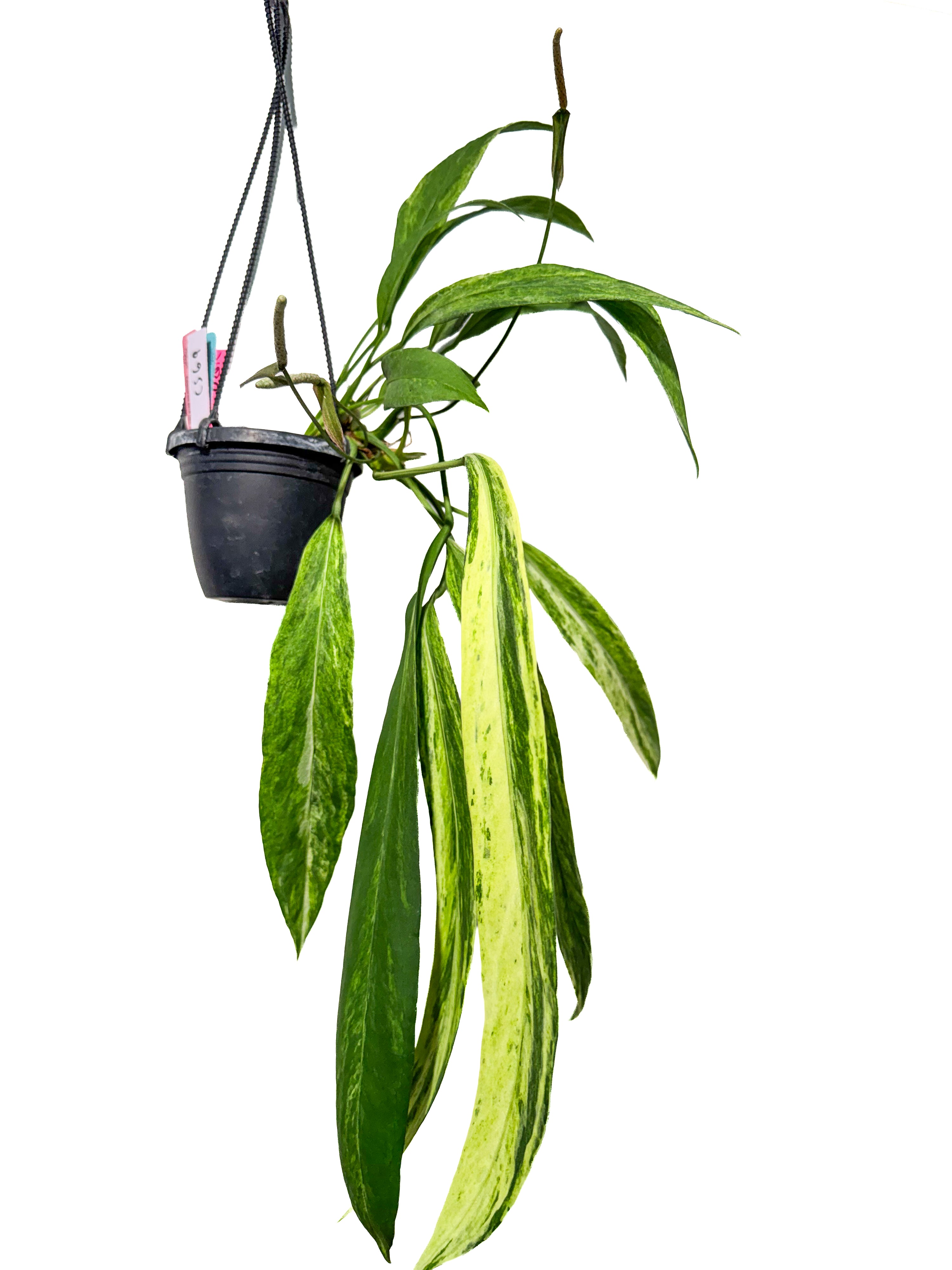 Anthurium Vittariifolium variegated (CS69)