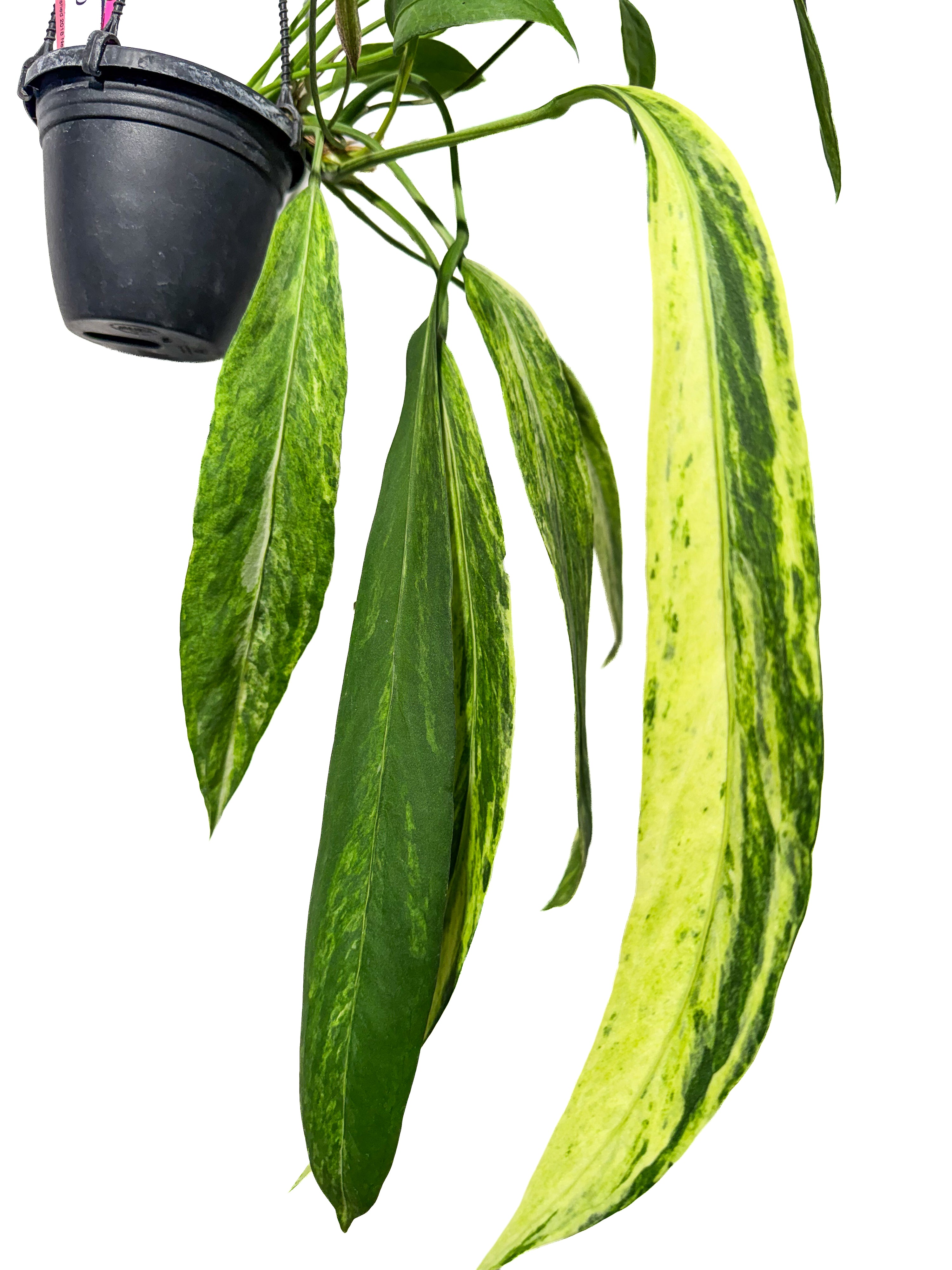 Anthurium Vittariifolium variegated (CS69)