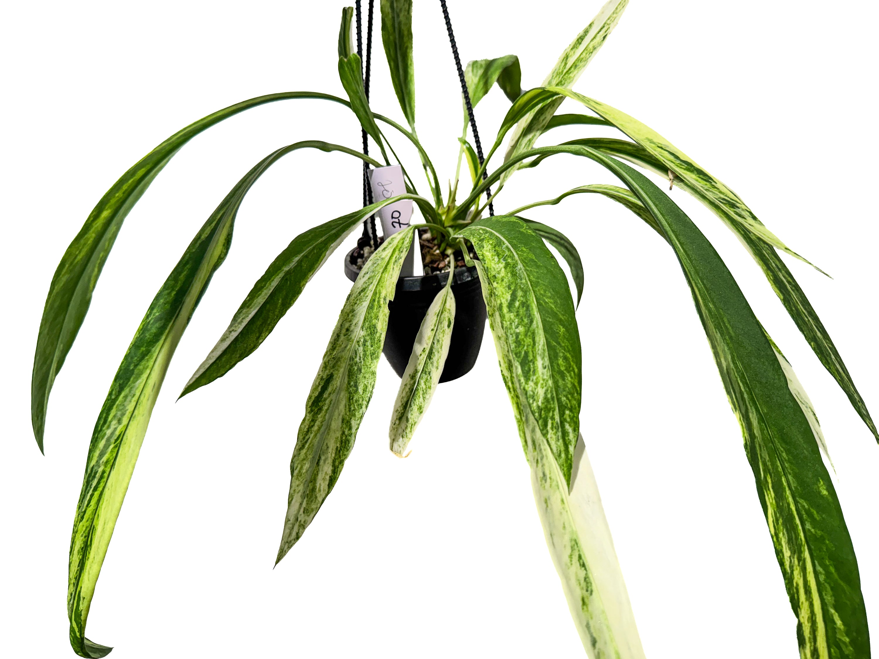 Anthurium Vittariifolium variegated (CS70)
