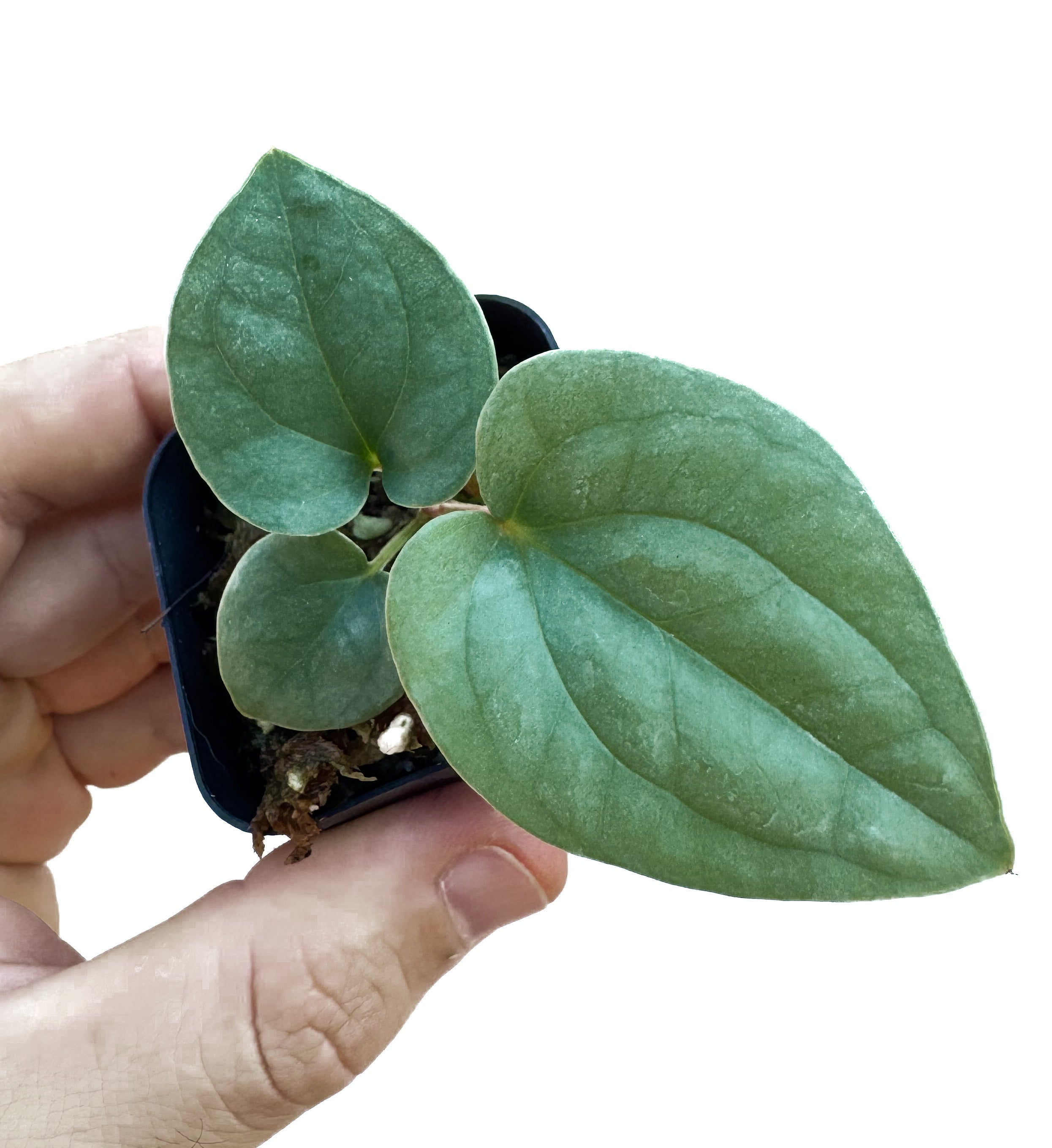 Anthurium Luxurians x Silver Peru sp. (CS65)