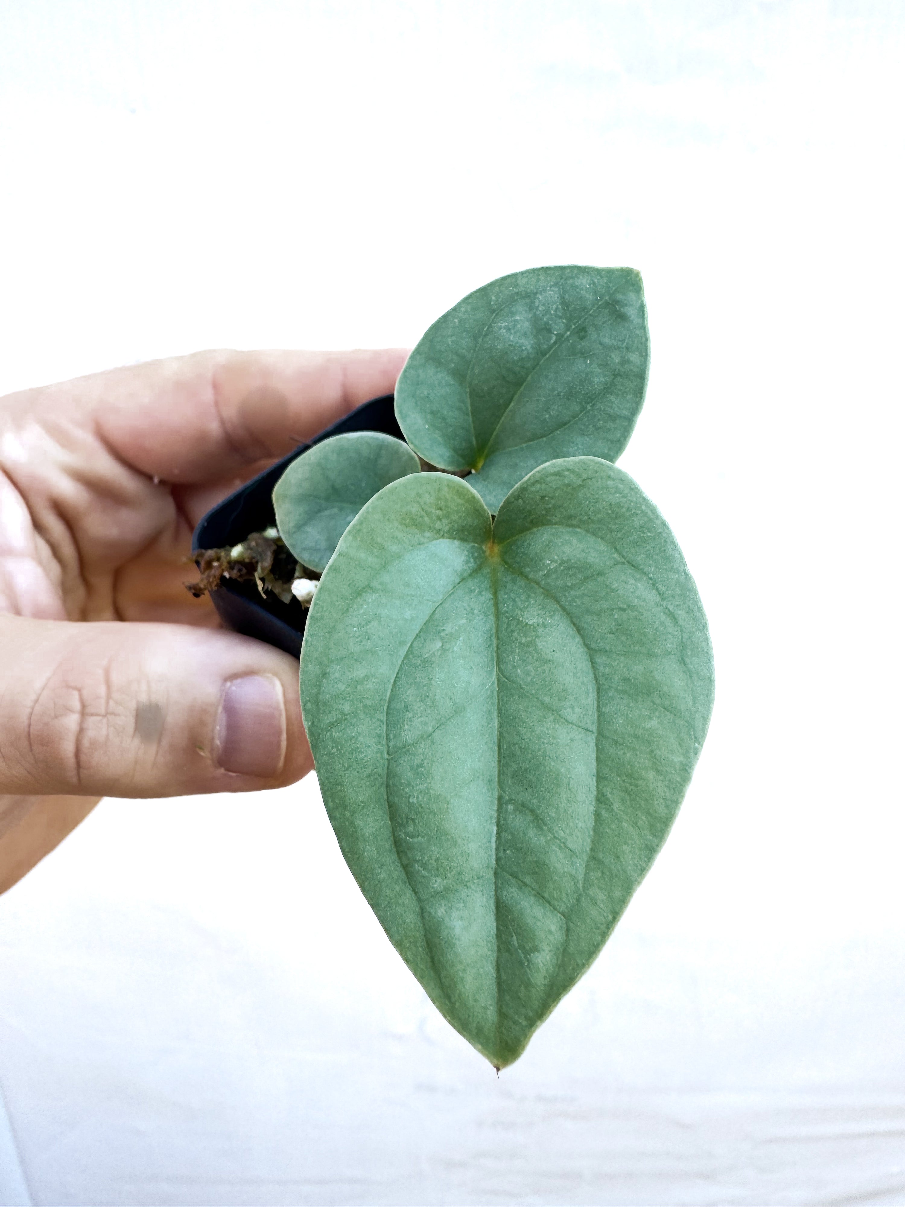 Anthurium Luxurians x Silver Peru sp. (CS65)