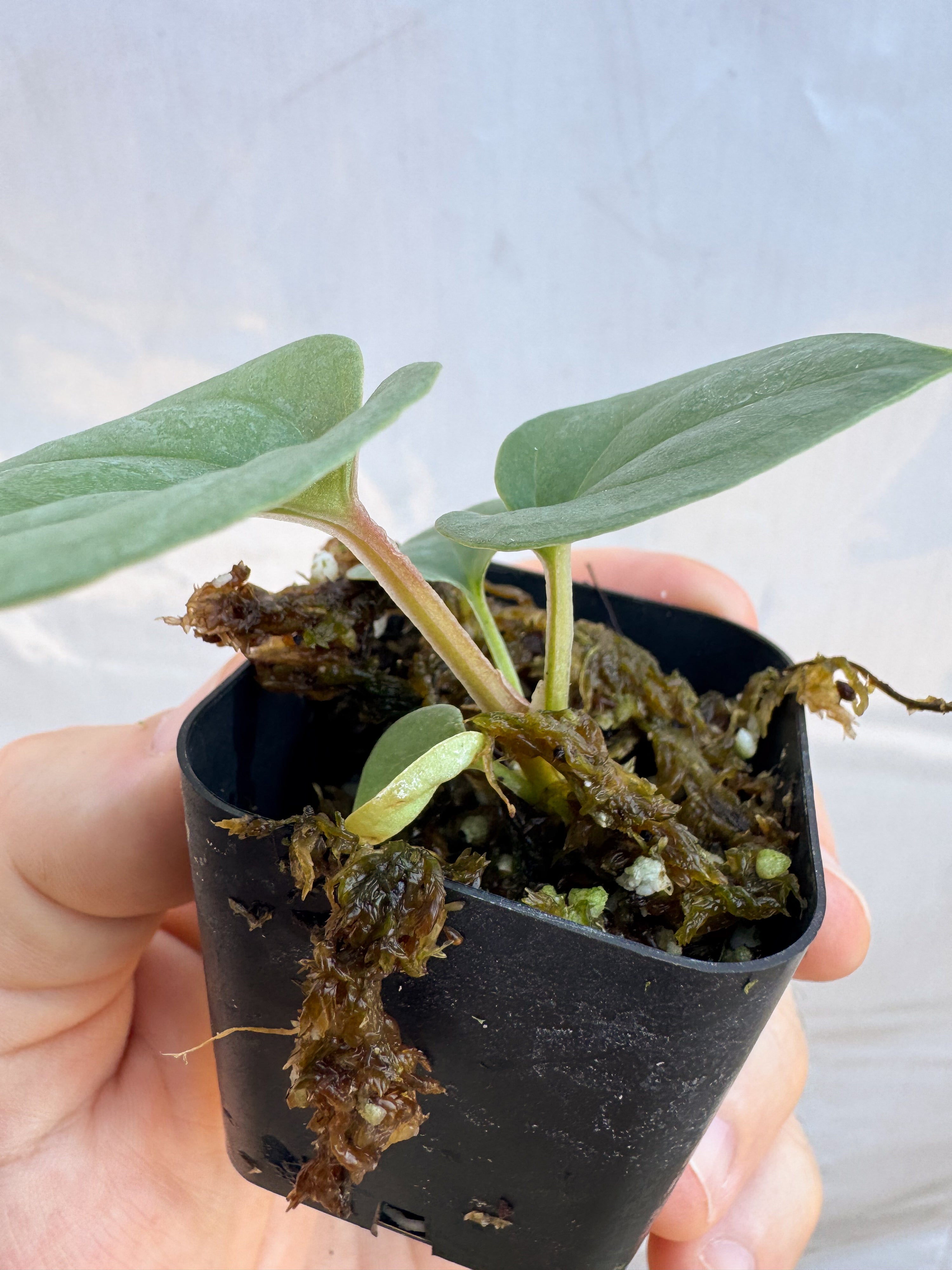 Anthurium Luxurians x Silver Peru sp. (CS65)