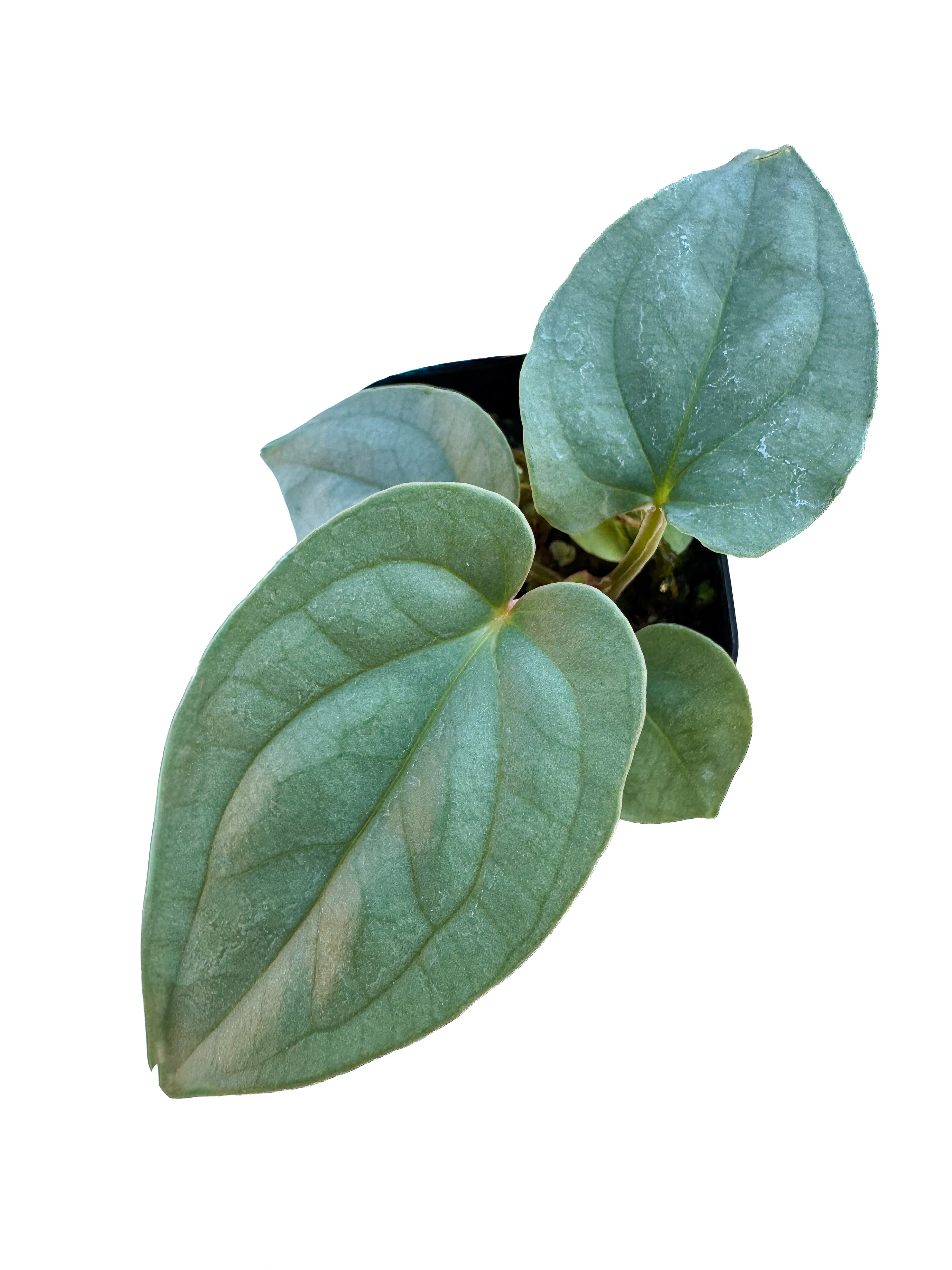 Anthurium Luxurians x Silver Peru sp.  (CS66)