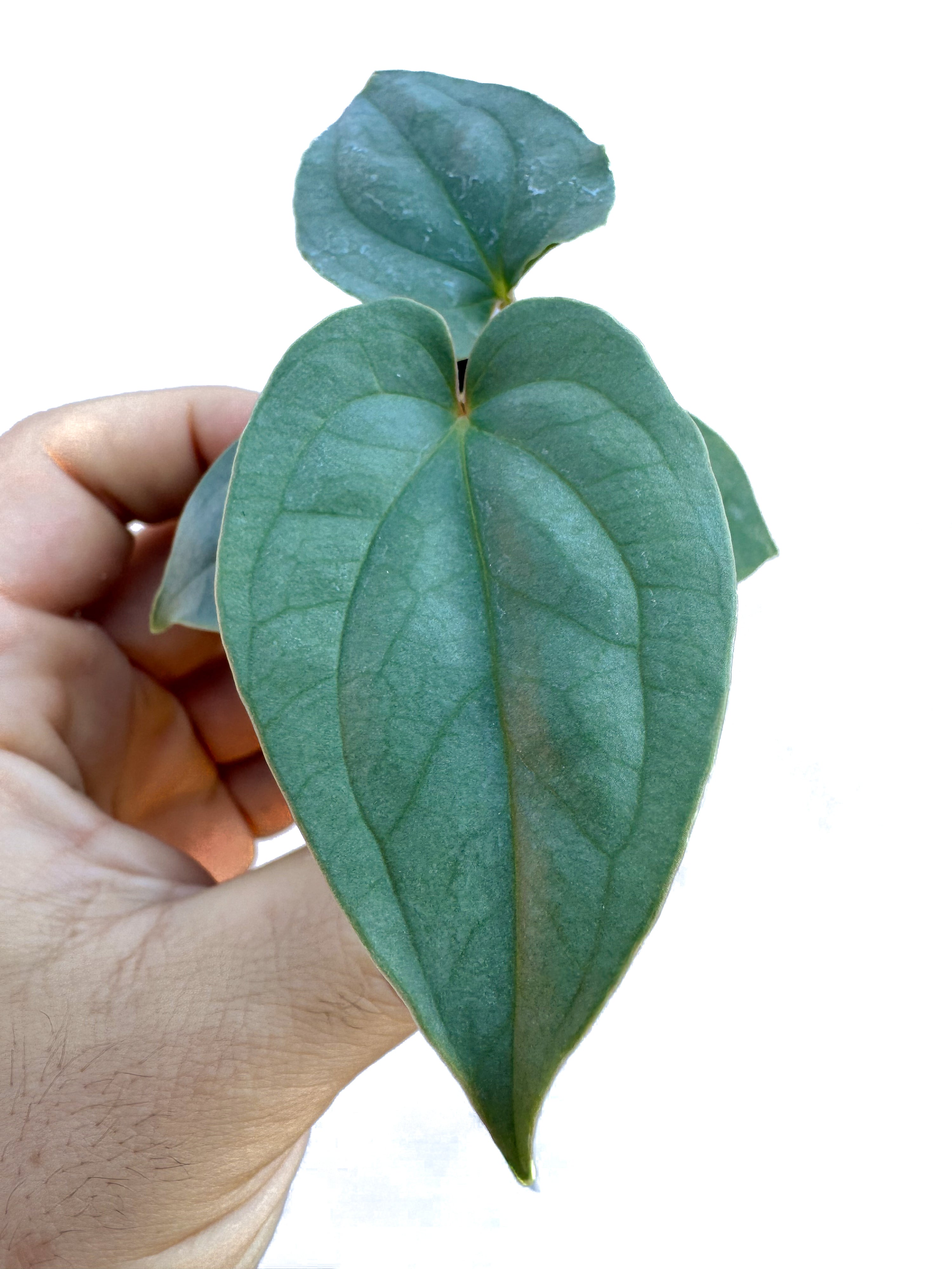 Anthurium Luxurians x Silver Peru sp.  (CS66)