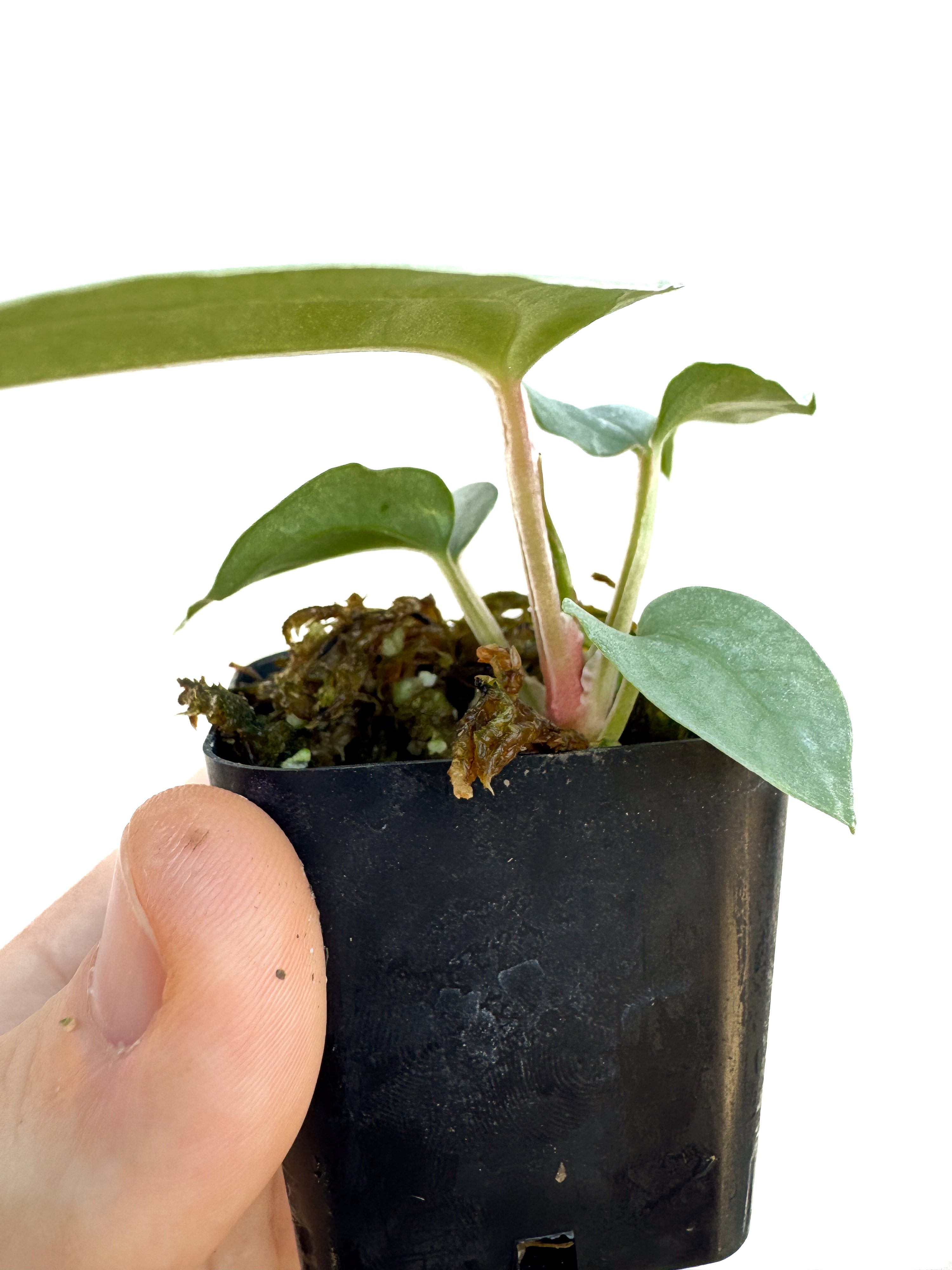 Anthurium Luxurians x Silver Peru sp.  (CS66)