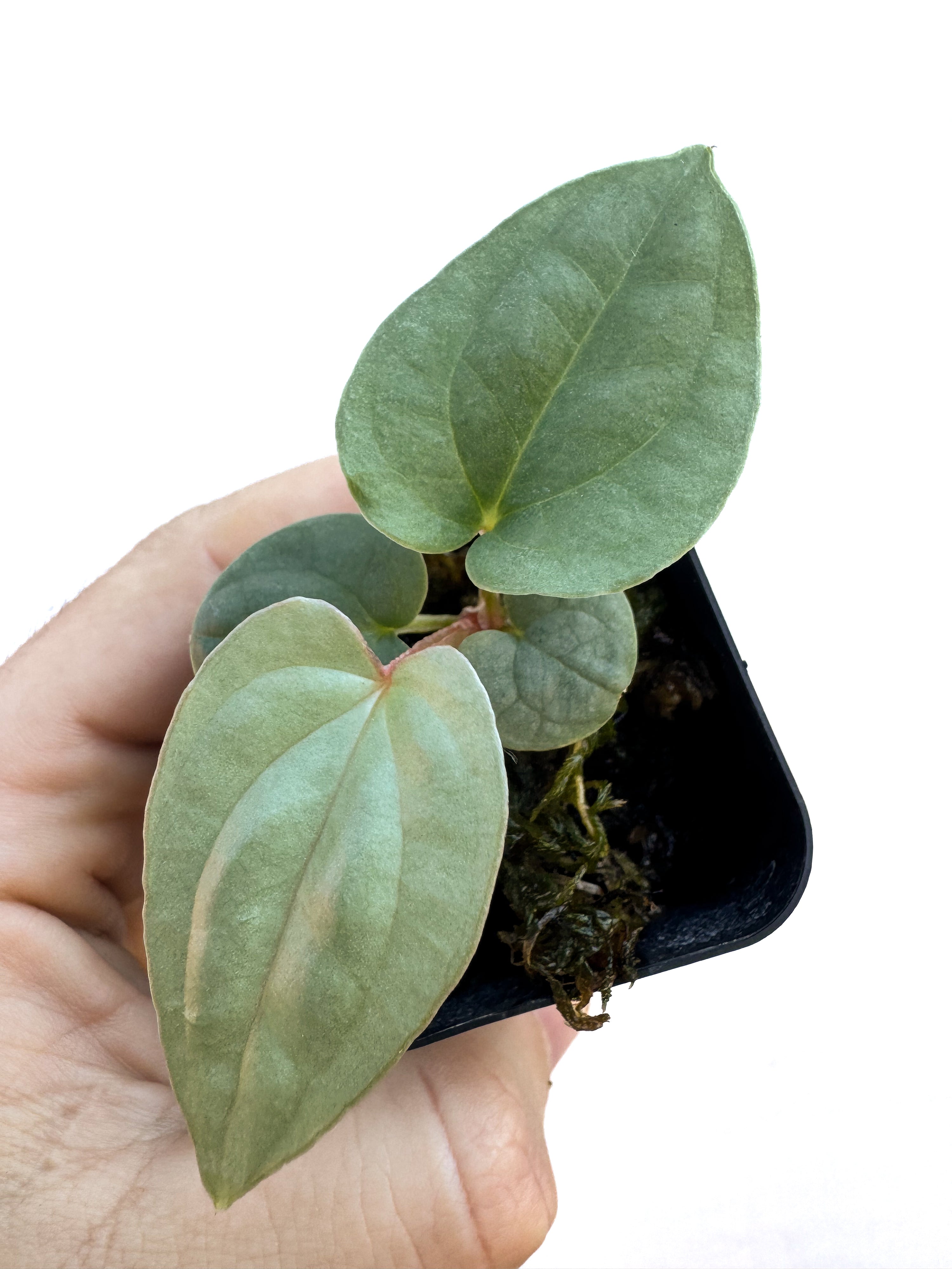 Anthurium Luxurians x Silver Peru sp.  (CS67)