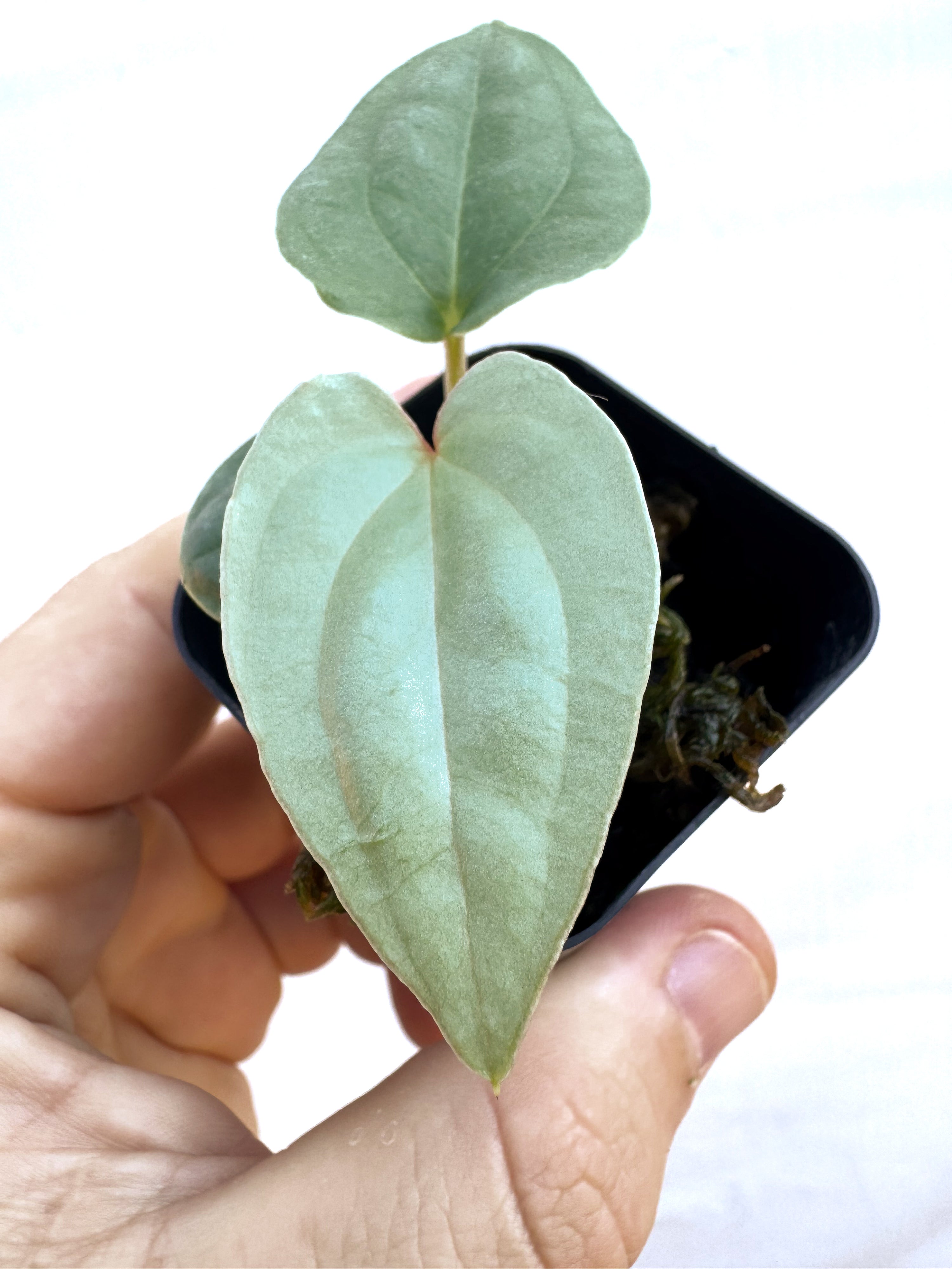 Anthurium Luxurians x Silver Peru sp.  (CS67)