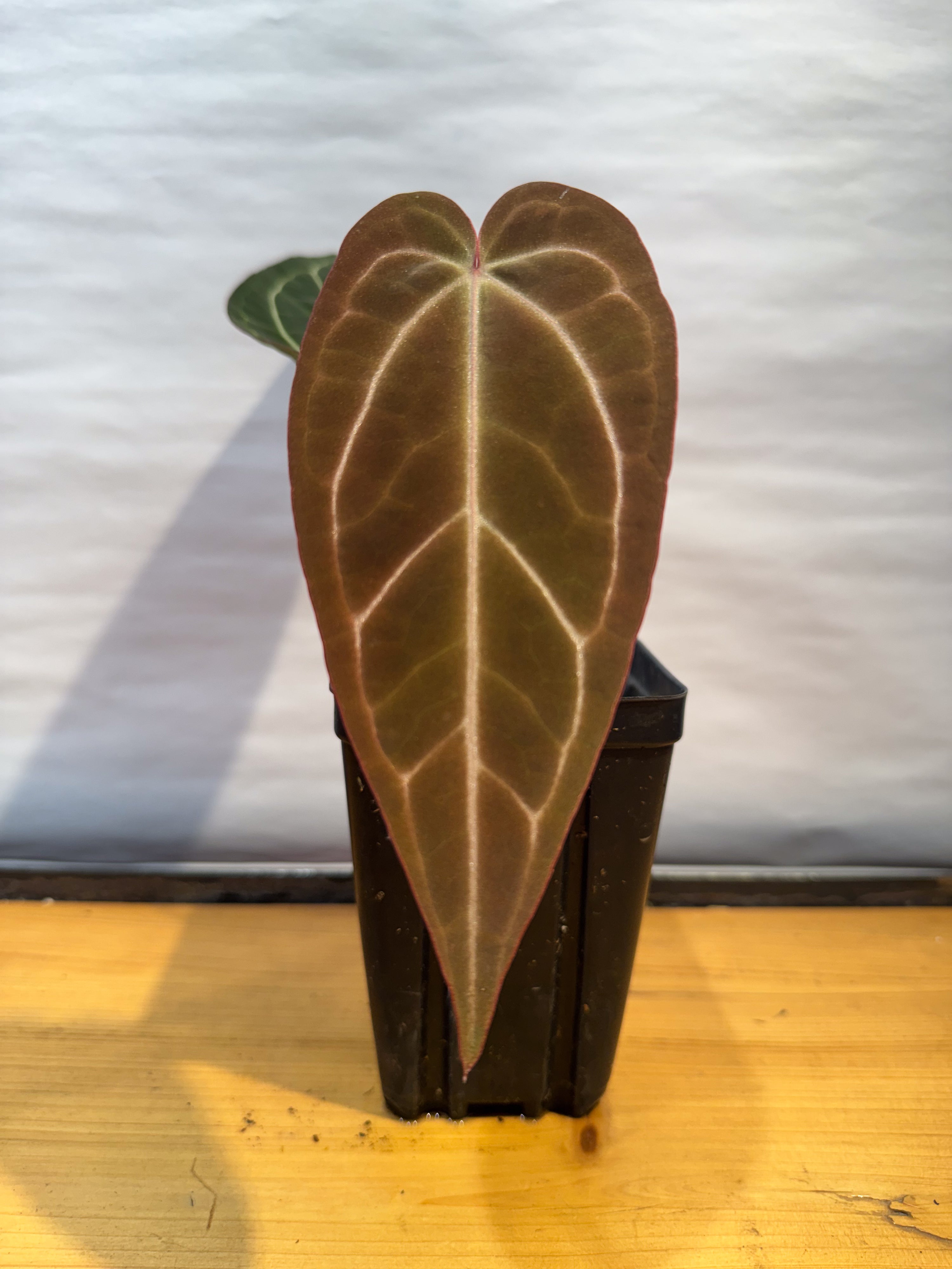 Anthurium 'Tim Anderson Stripey Mag Pap' x 'Doc Block Purple F2' (CS71)