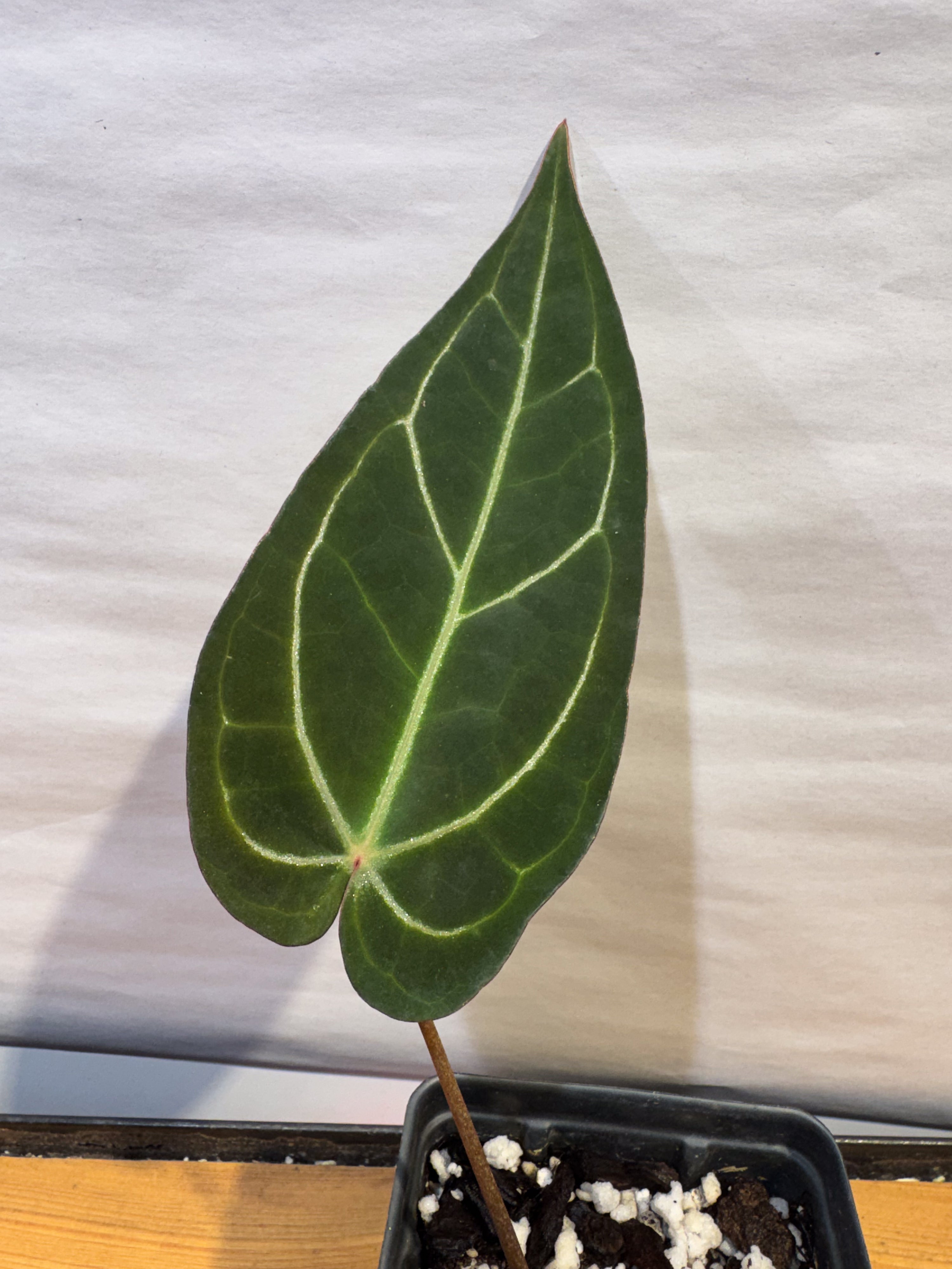 Anthurium 'Tim Anderson Stripey Mag Pap' x 'Doc Block Purple F2' (CS71)