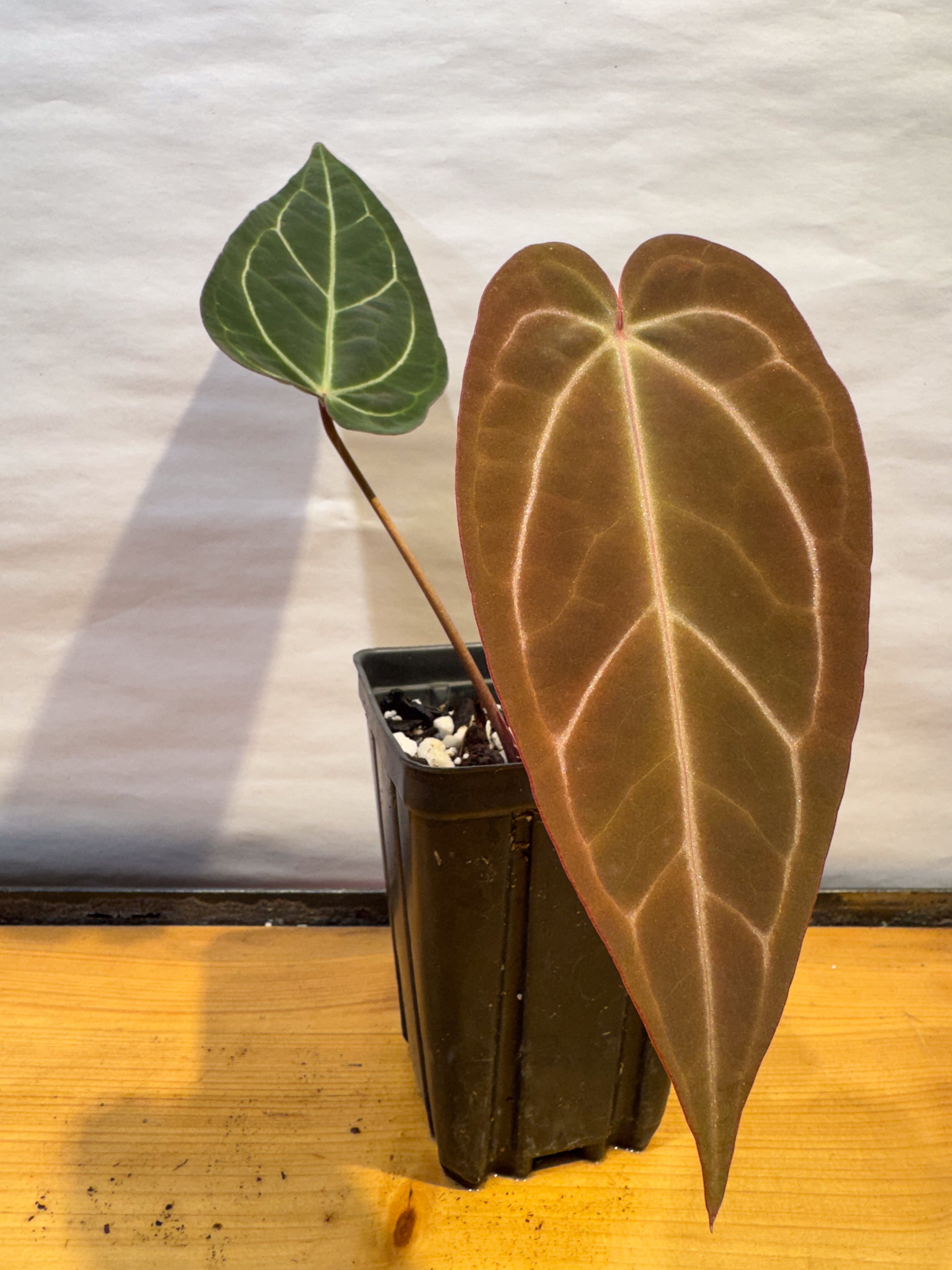 Anthurium 'Tim Anderson Stripey Mag Pap' x 'Doc Block Purple F2' (CS71)