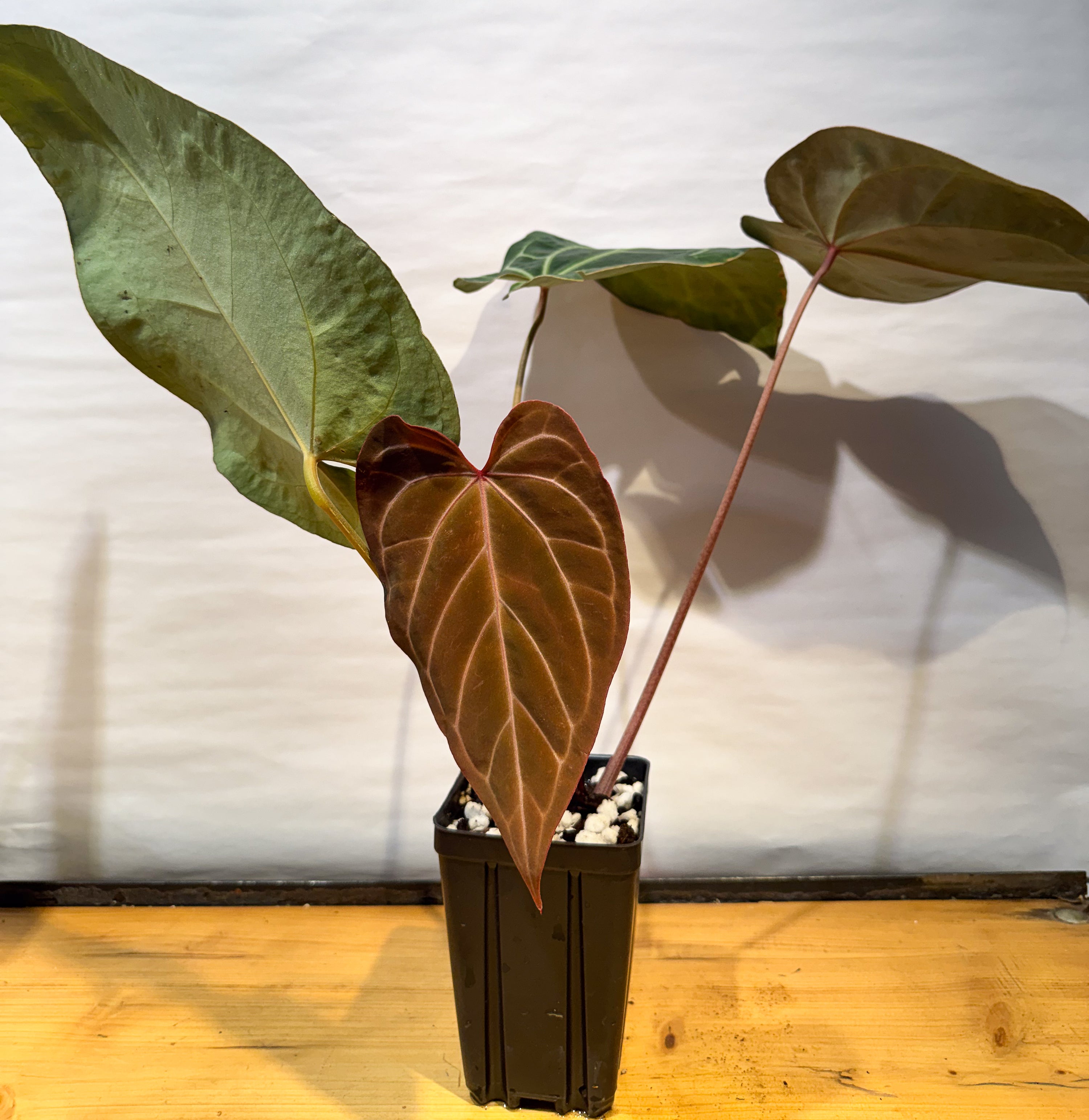 Anthurium 'Tim Anderson Stripey Mag Pap' x 'Doc Block Purple F2' (CS72)