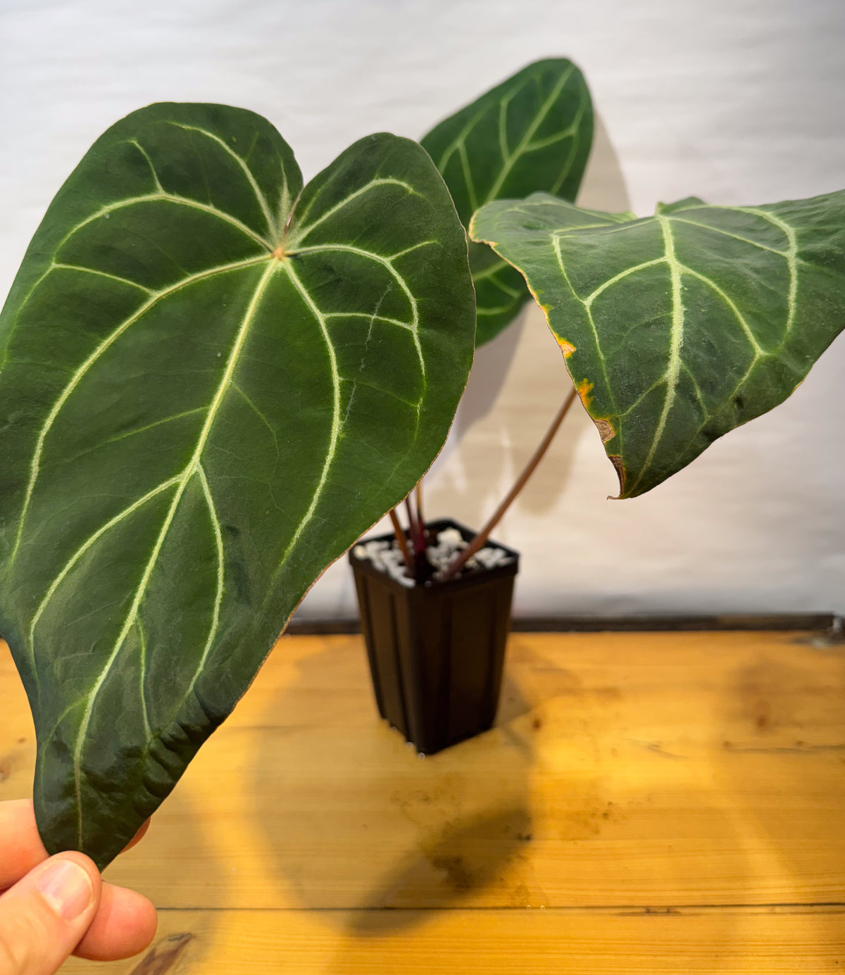Anthurium 'Tim Anderson Stripey Mag Pap' x 'Doc Block Purple F2' (CS72)