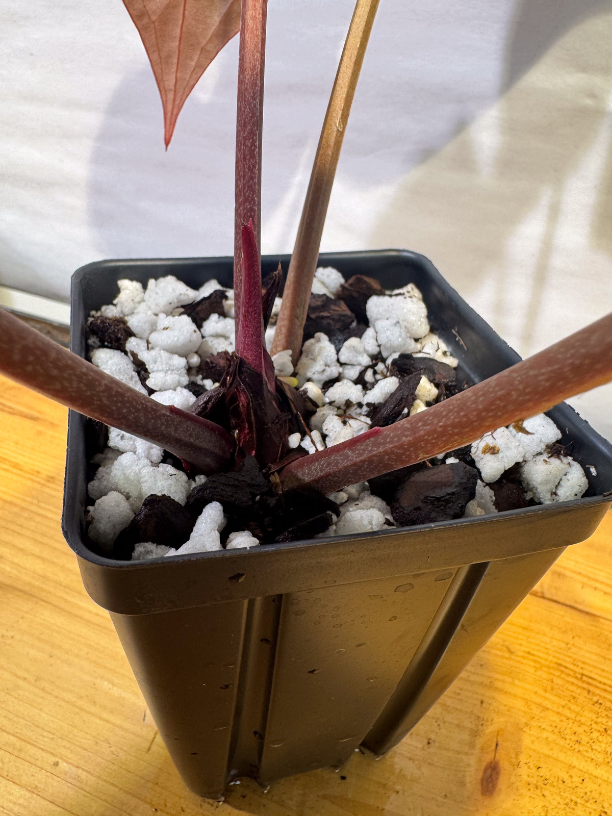 Anthurium 'Tim Anderson Stripey Mag Pap' x 'Doc Block Purple F2' (CS72)