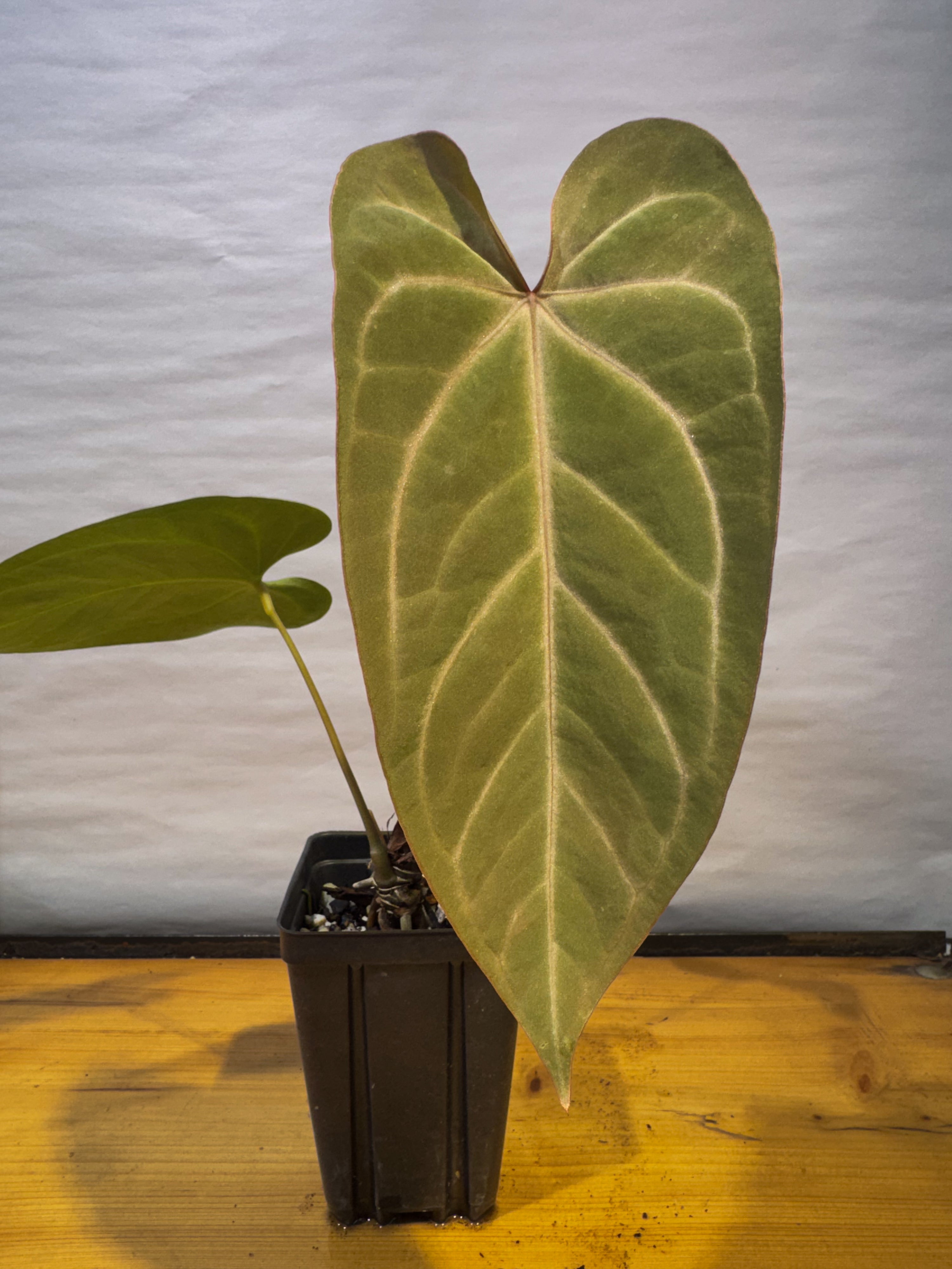 Anthurium (papillilaminum 'Ree Gardens' / warocqueanum 'Ree Gardens') x 'Rotundatum X' (CS73)