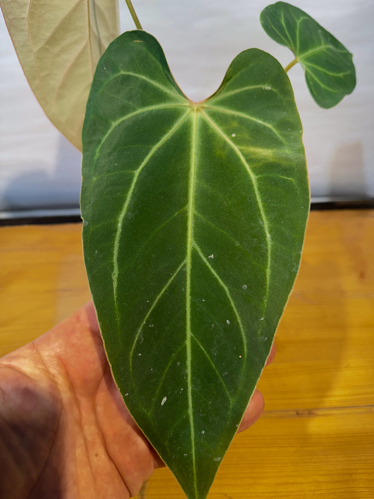Anthurium (papillilaminum 'Ree Gardens' / warocqueanum 'Ree Gardens') x 'Rotundatum X' (CS73)