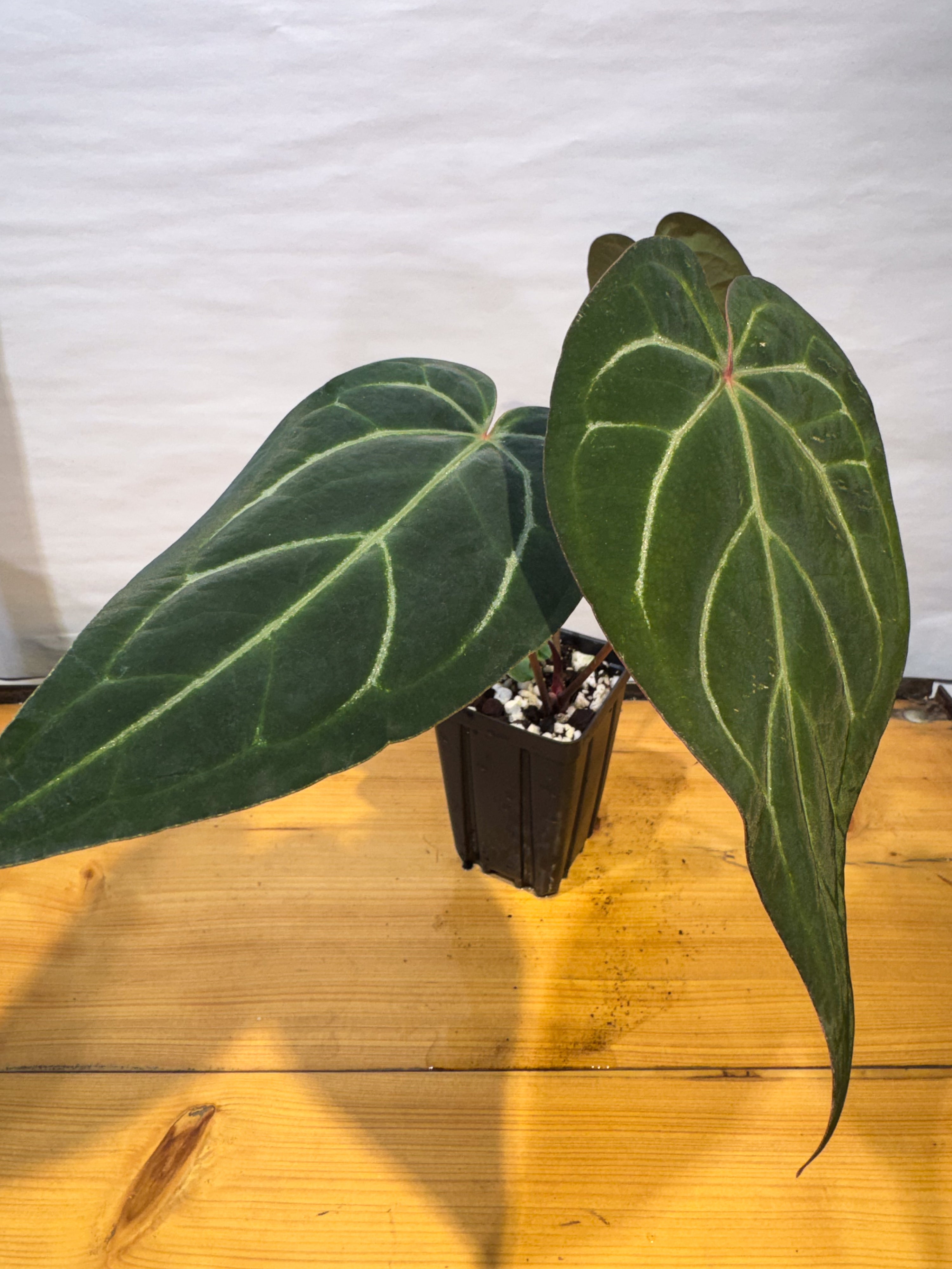 Anthurium 'Doc Block Red F2' x 'Tim Anderson Cry Black' (CS74)