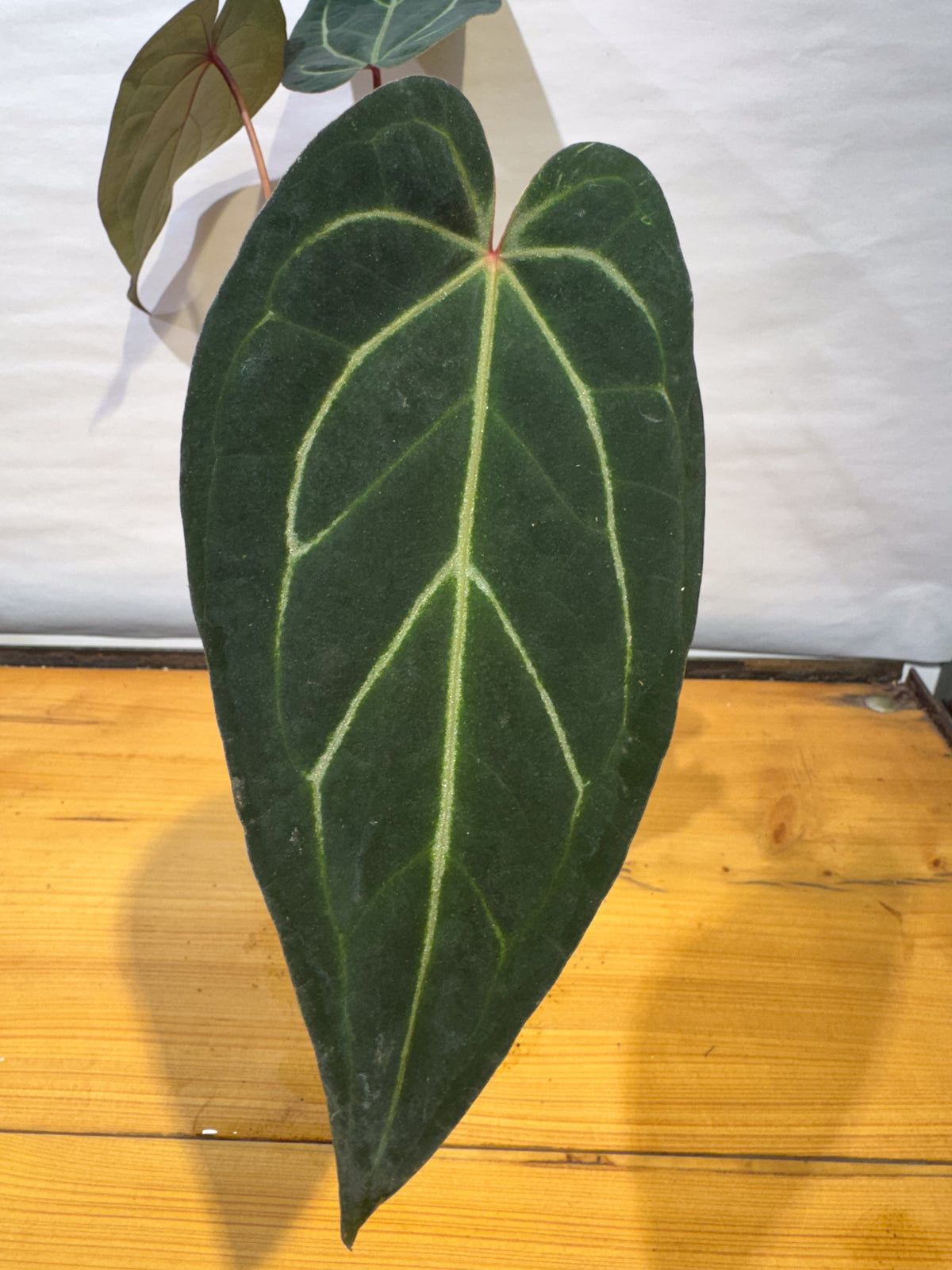 Anthurium 'Doc Block Red F2' x 'Tim Anderson Cry Black' (CS74)