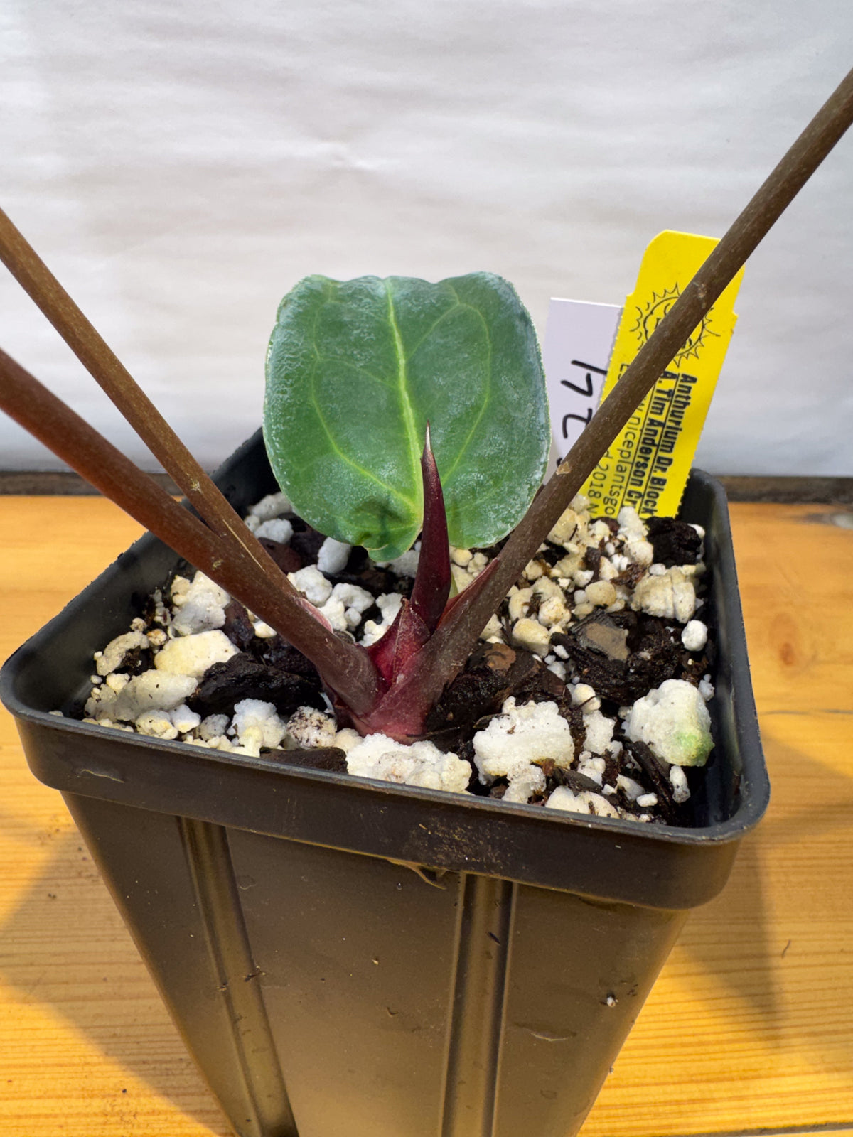Anthurium 'Doc Block Red F2' x 'Tim Anderson Cry Black' (CS74)