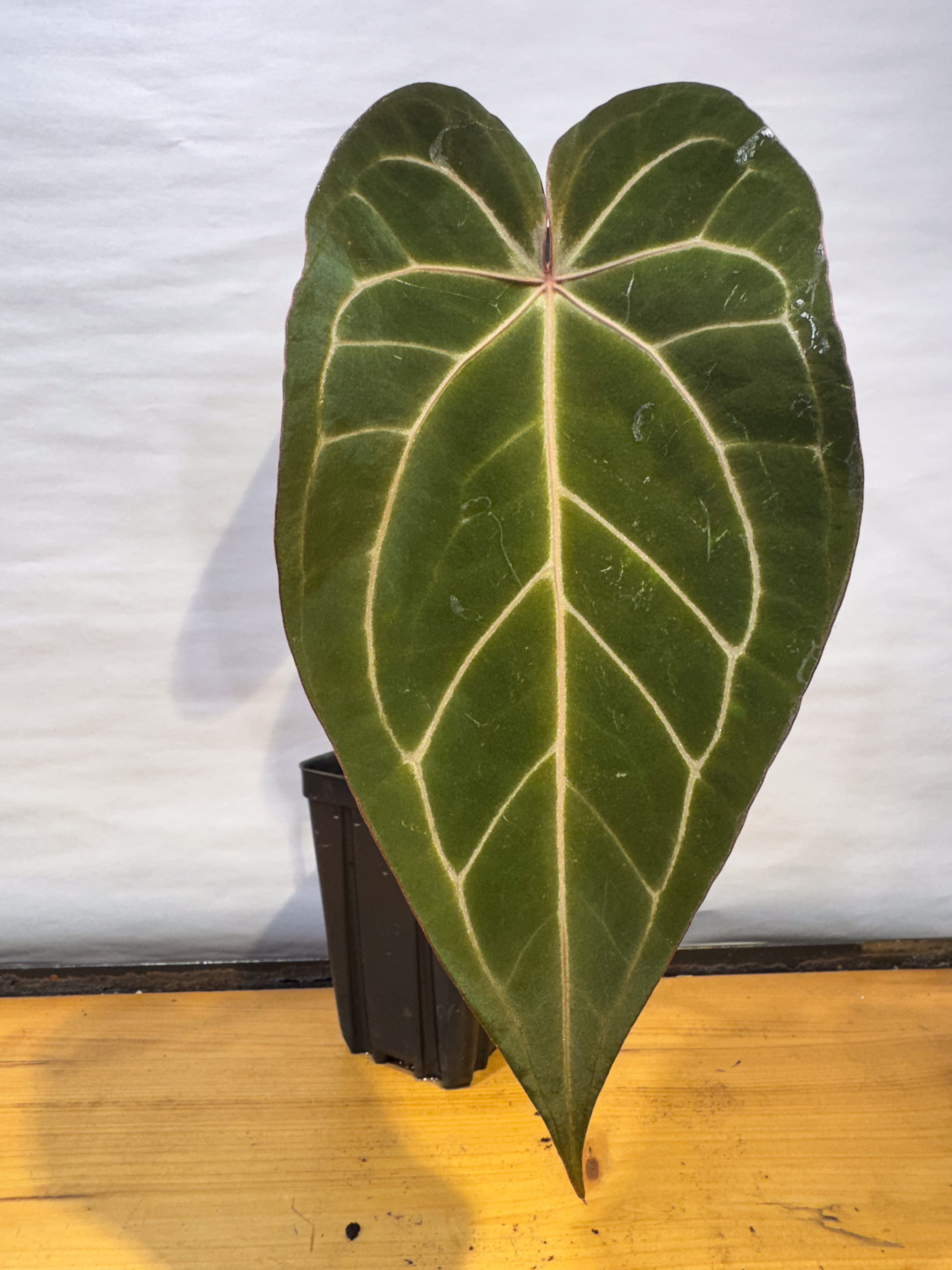 Anthurium 'Doc Block Red F2' x 'Tim Anderson Cry Black' (CS75)