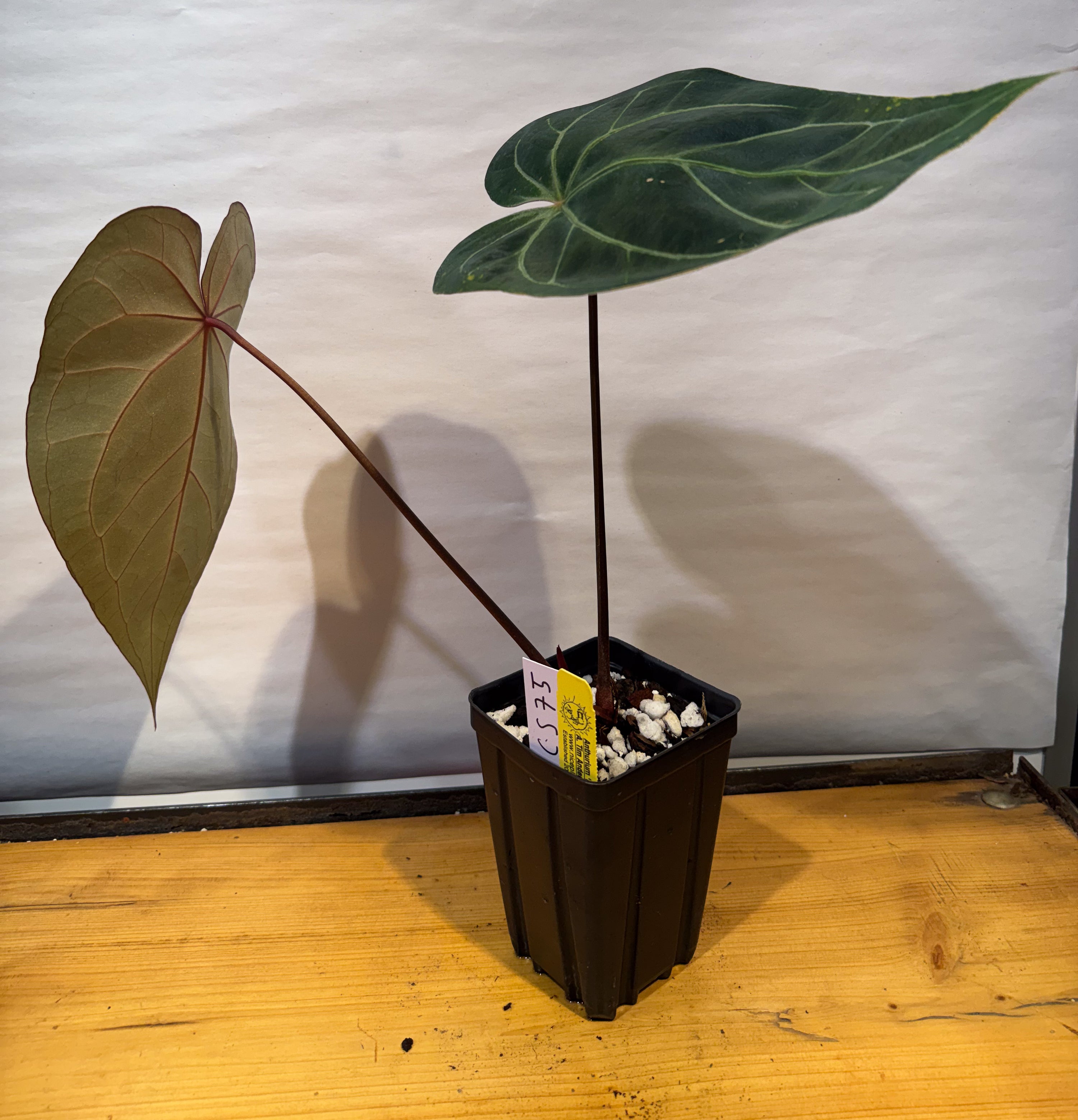 Anthurium 'Doc Block Red F2' x 'Tim Anderson Cry Black' (CS75)