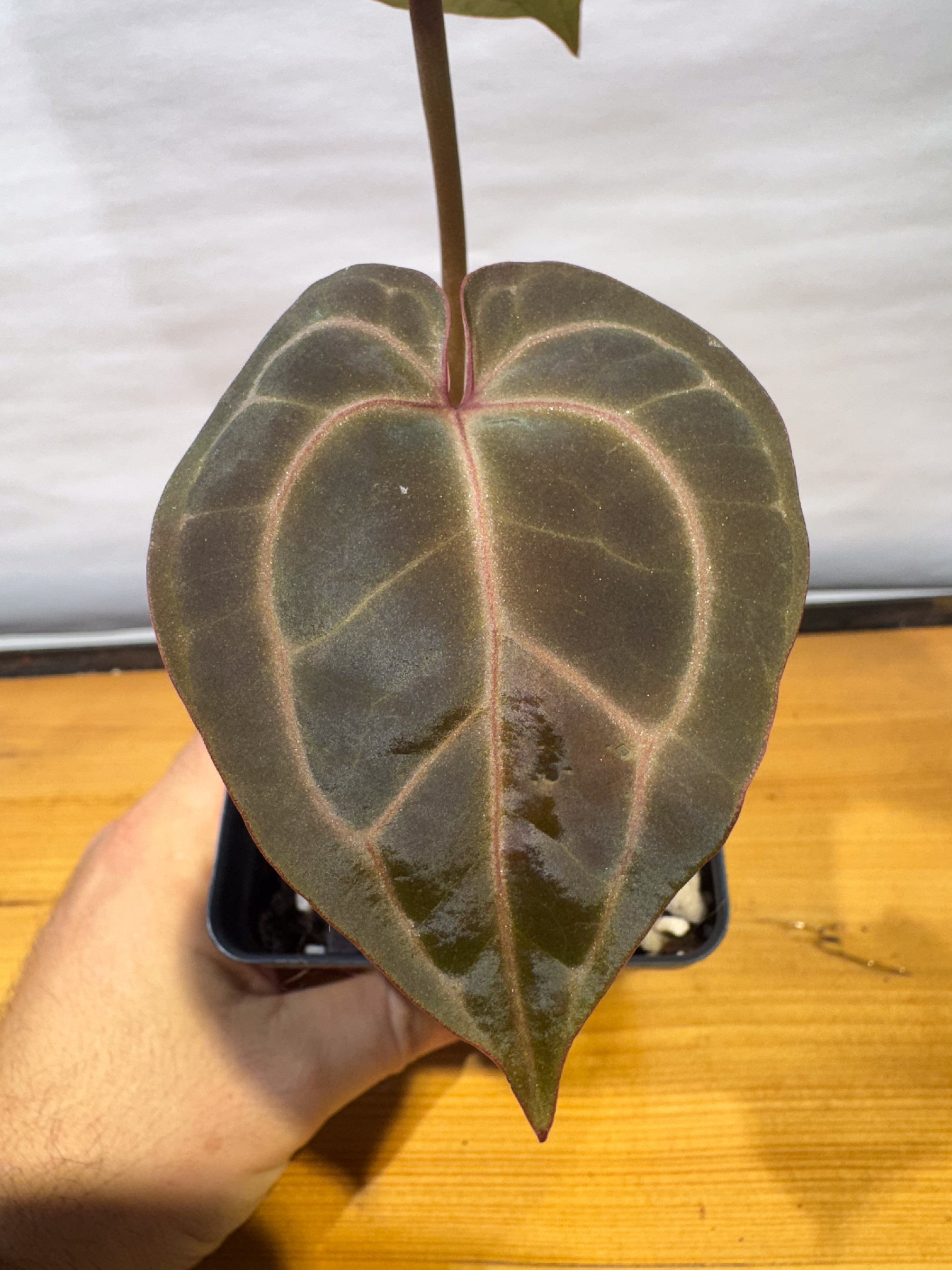 Anthurium 'Tim Anderson Cry Black' x 'Swampmannii Long' (CS76)