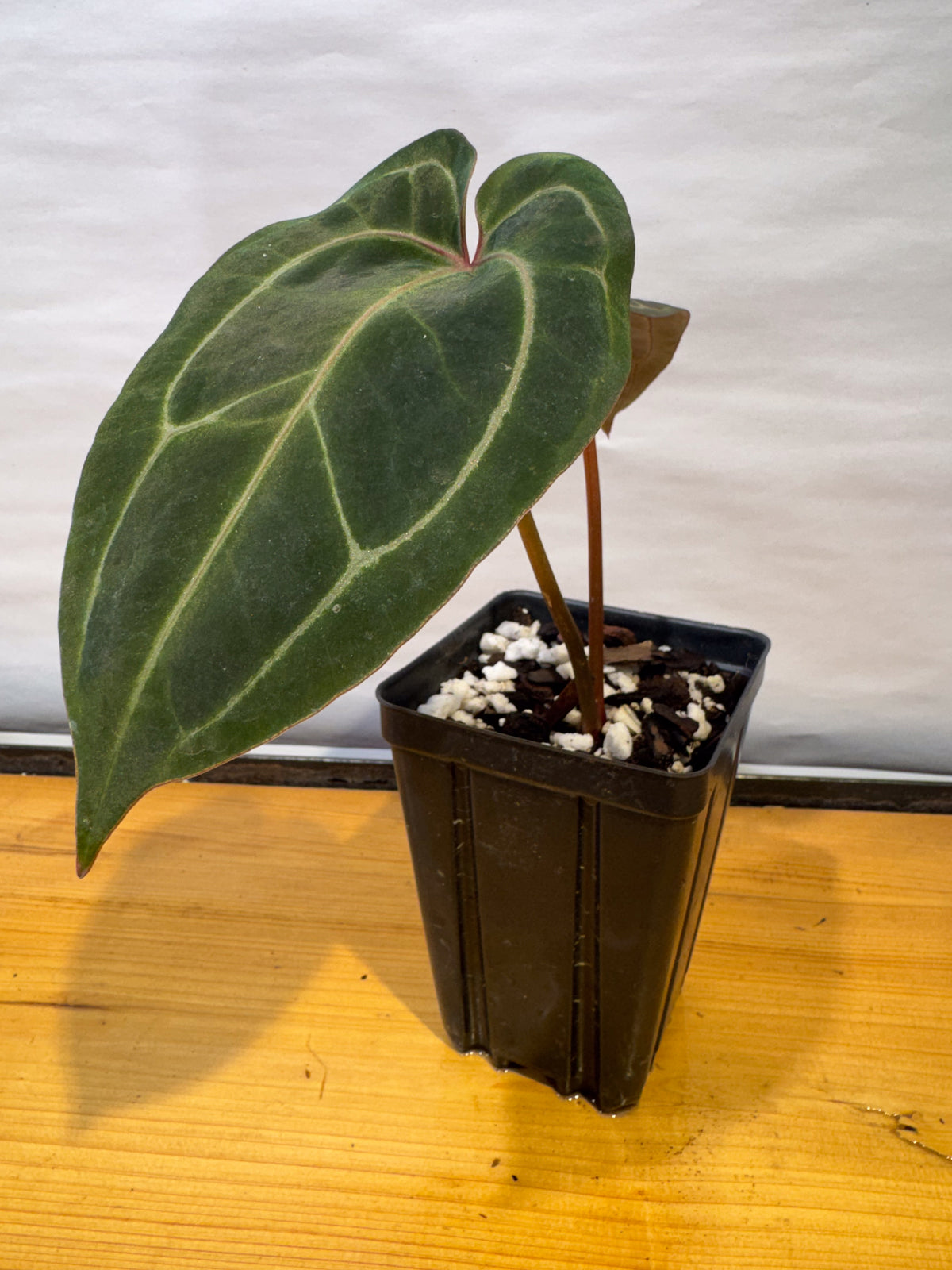 Anthurium 'Tim Anderson Cry Black' x 'Swampmannii Long' (CS76)